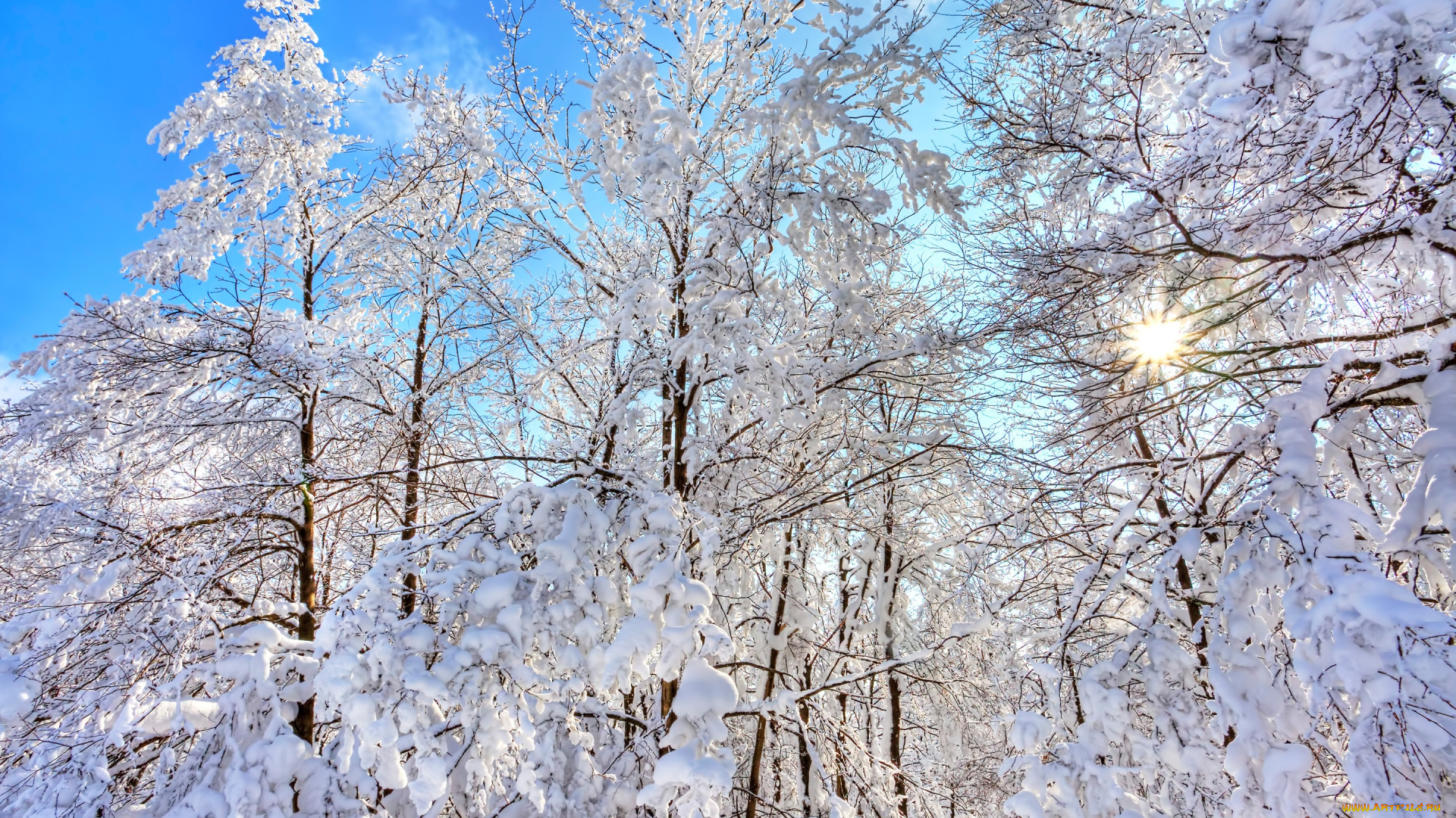 природа, зима, снег, деревья, лес, небо
