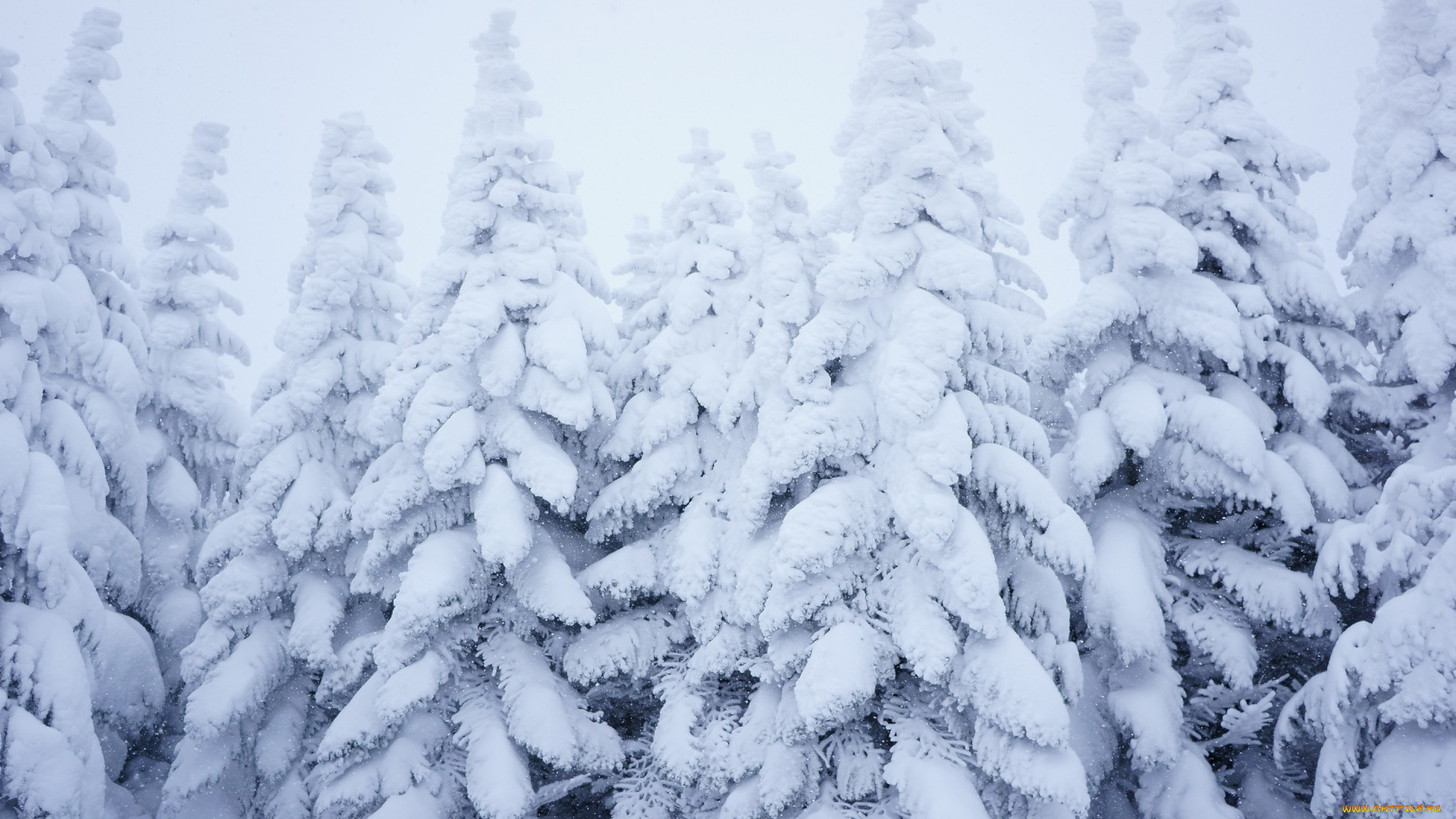 природа, зима, снег, лес, снежинки, ели