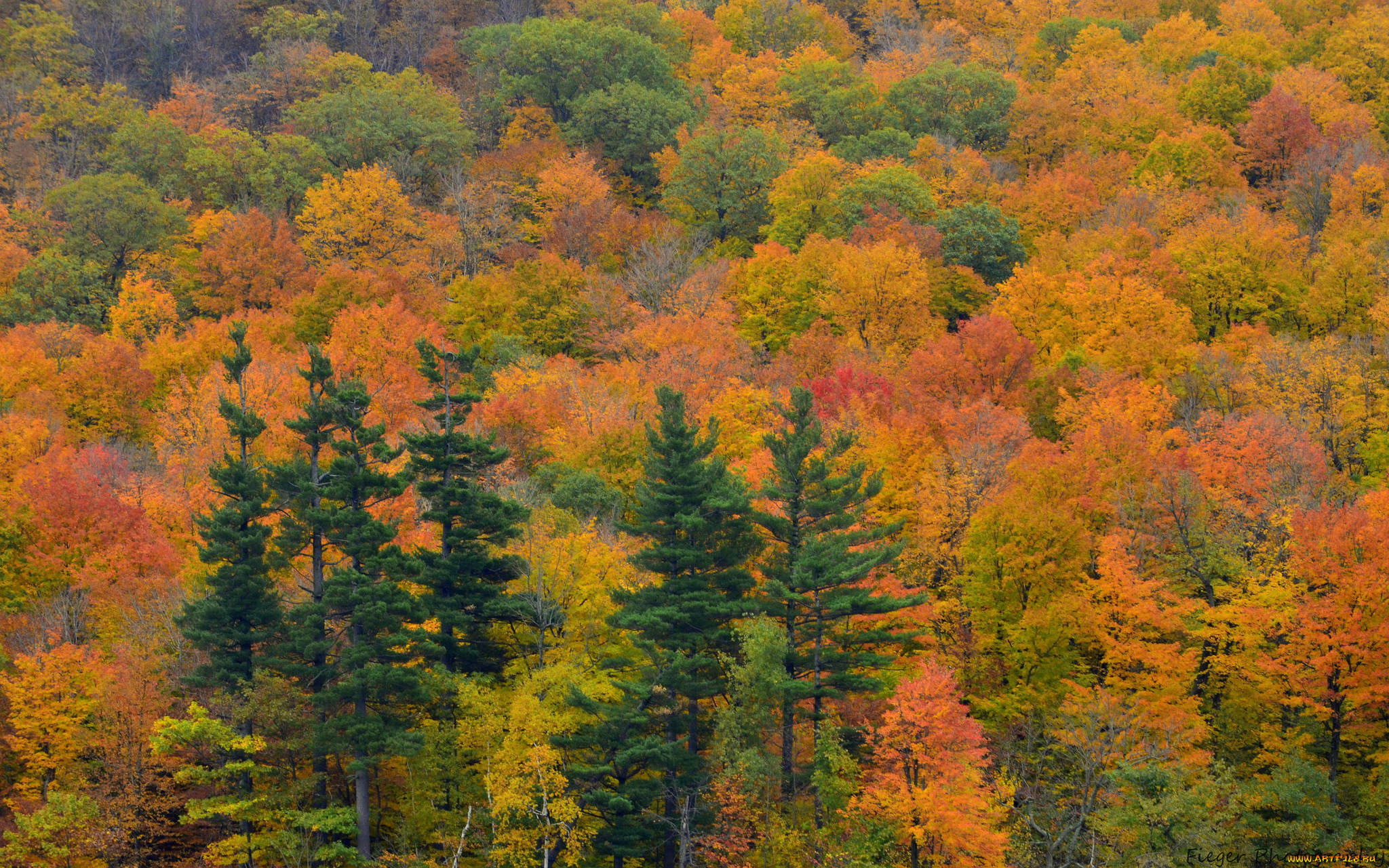 природа, лес, осень, ель, склон, деревья