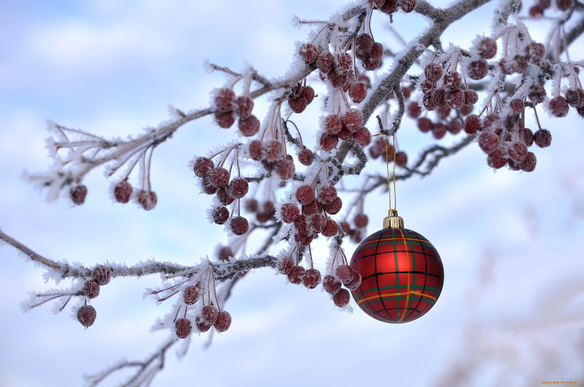 праздничные, шары, новый, год, рождество, иней, ягоды, ветка, украшение, игрушка, шарик, зима