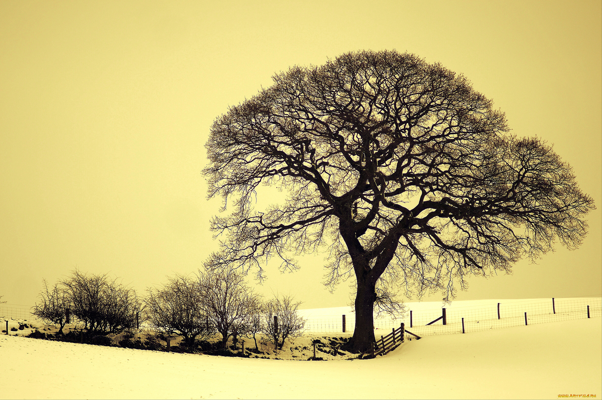 природа, зима, поле, дерево, снег