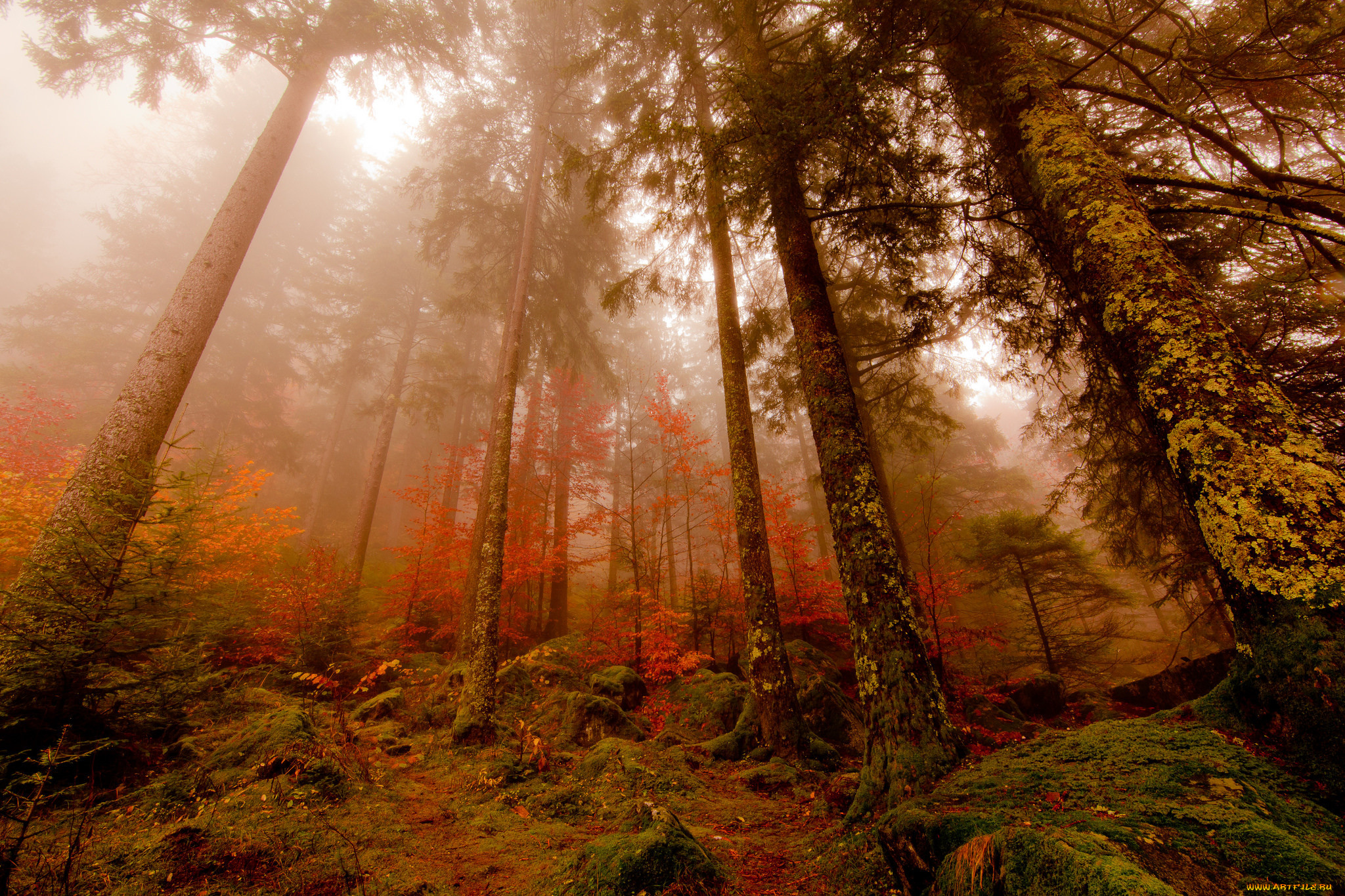 природа, лес, сосны, туман, осень