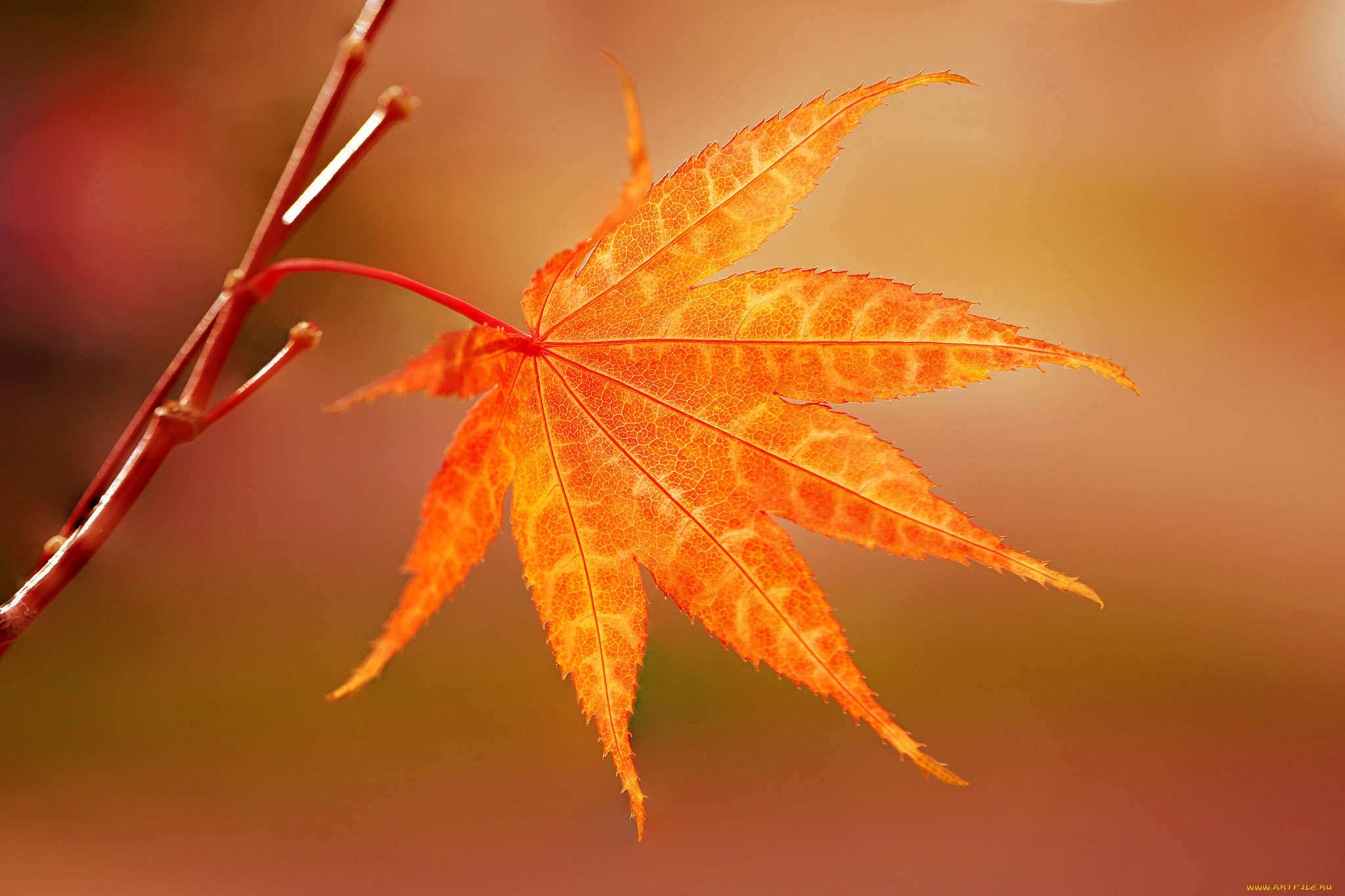 природа, листья, японский, клен, осень, ветка, лист