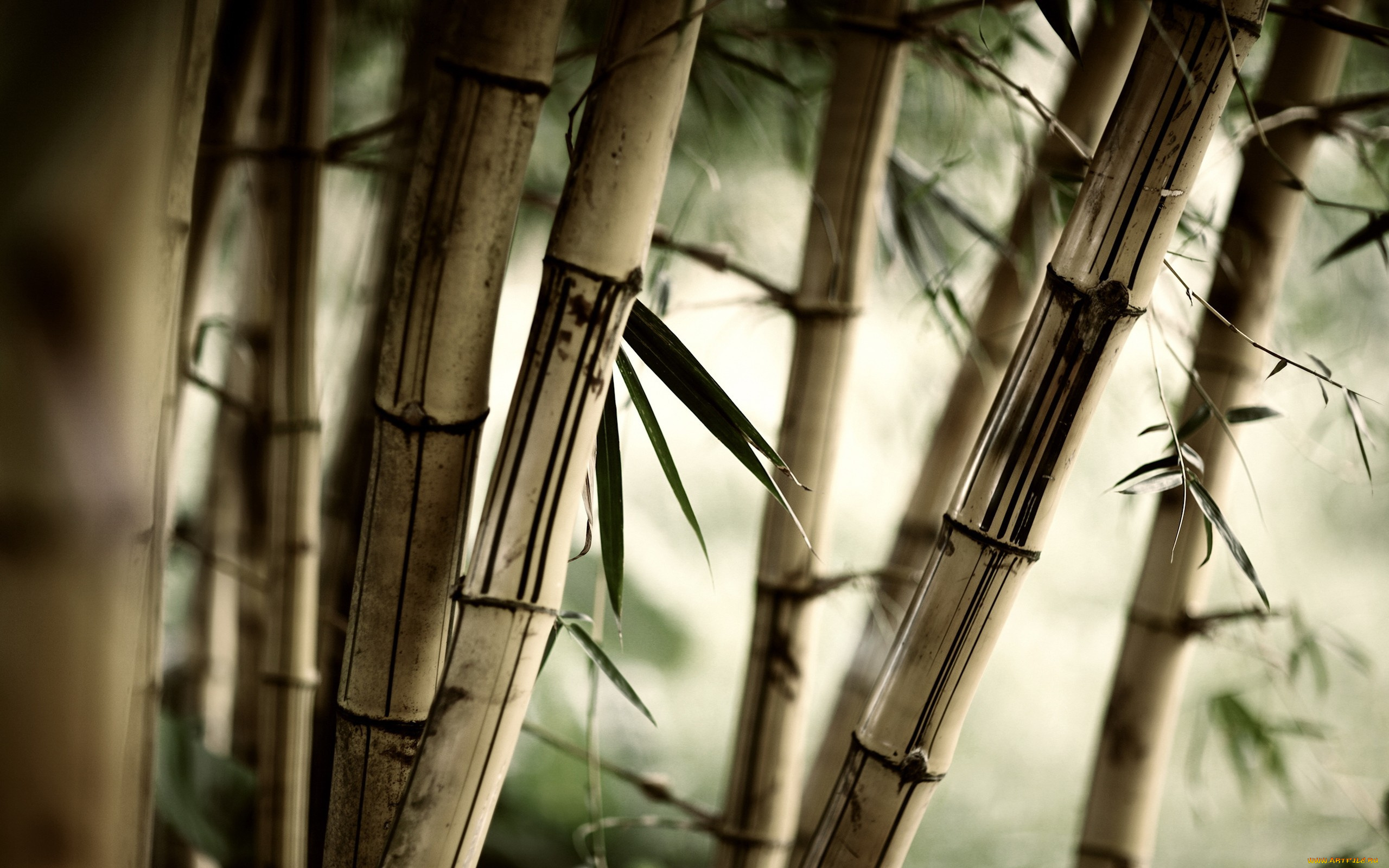природа, лес, трава, листья, бамбук