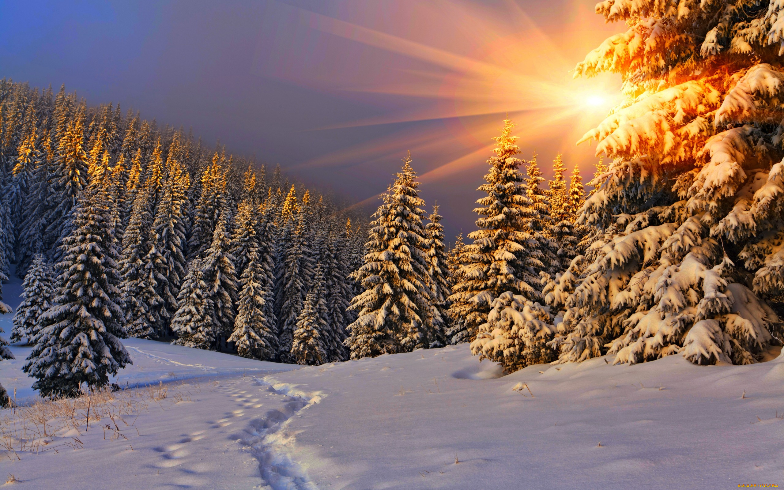 природа, зима, снег, небо, пейзаж, nature, winter, sky, white, beautiful, forest, path, road, cool, nice, snow, sunset