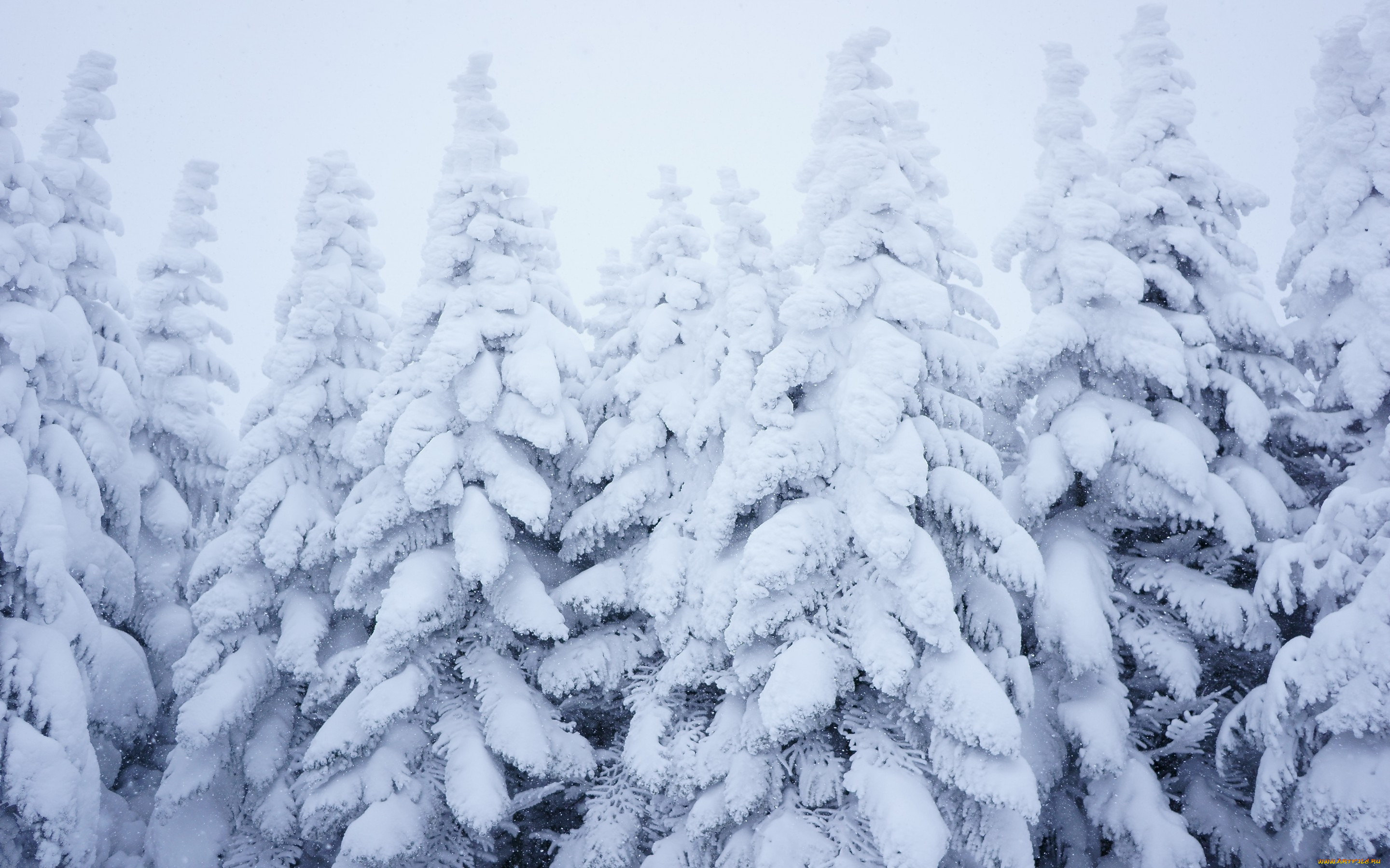 природа, зима, снег, лес, снежинки, ели