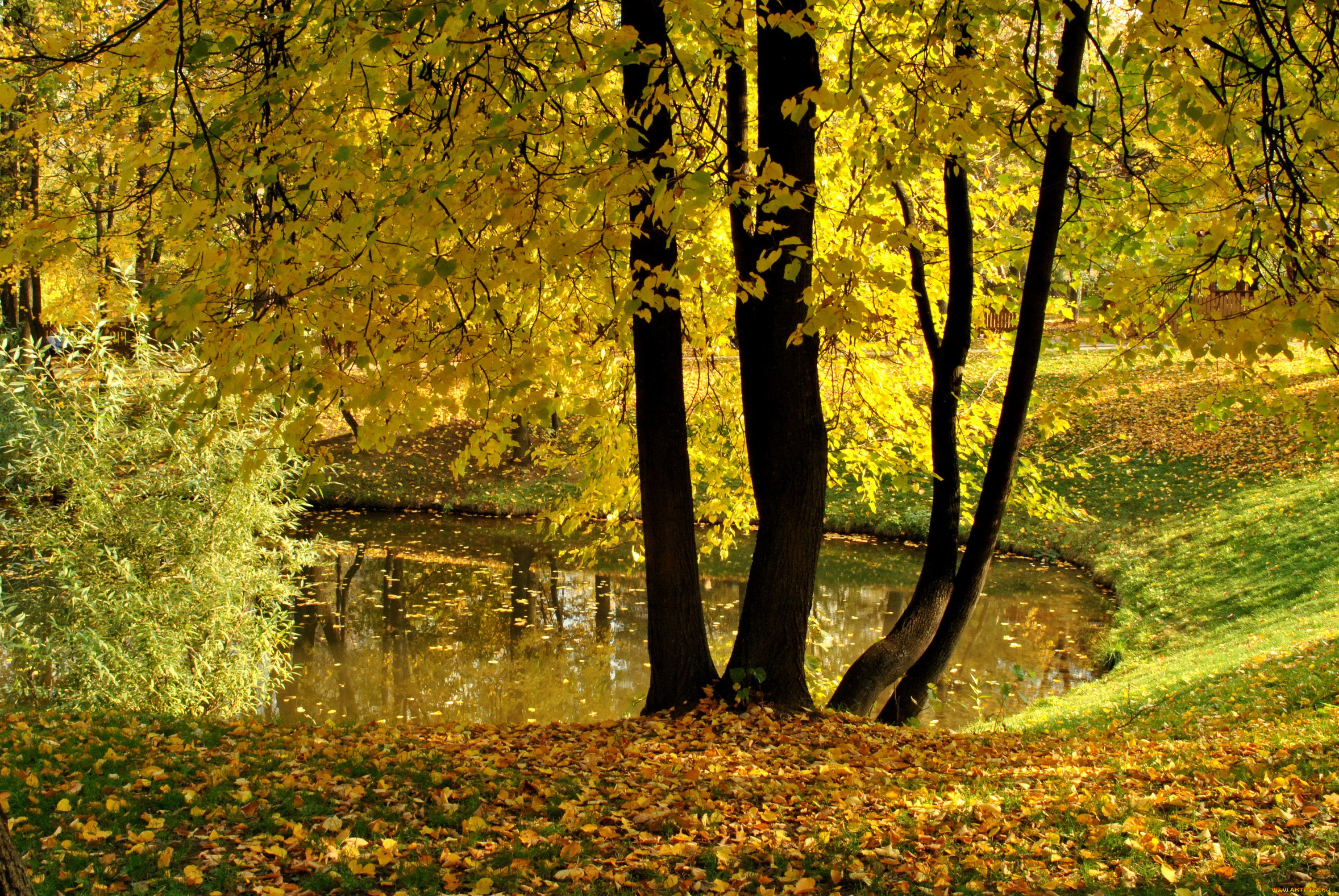 природа, парк, москва, пруд, осень, листья, деревья, воронцово