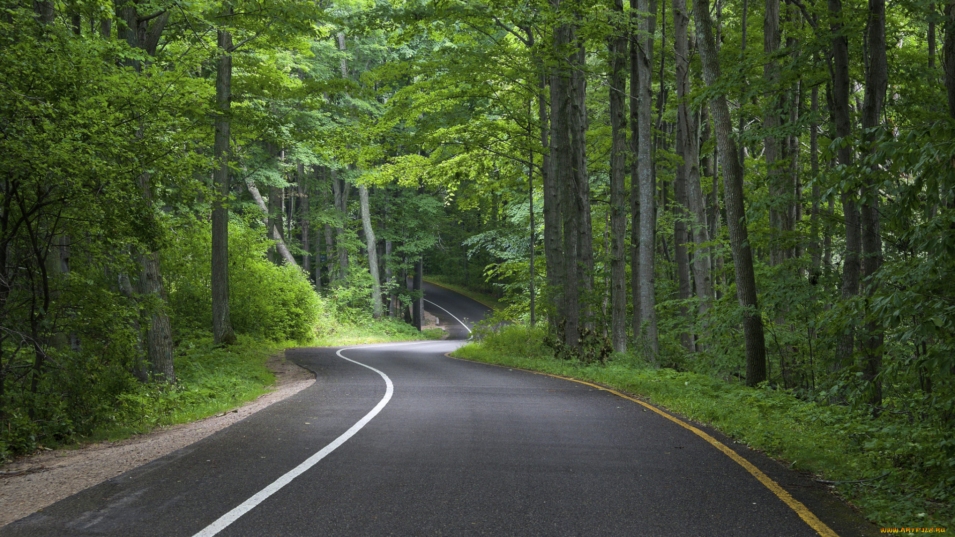 природа, дороги, шоссе, лес