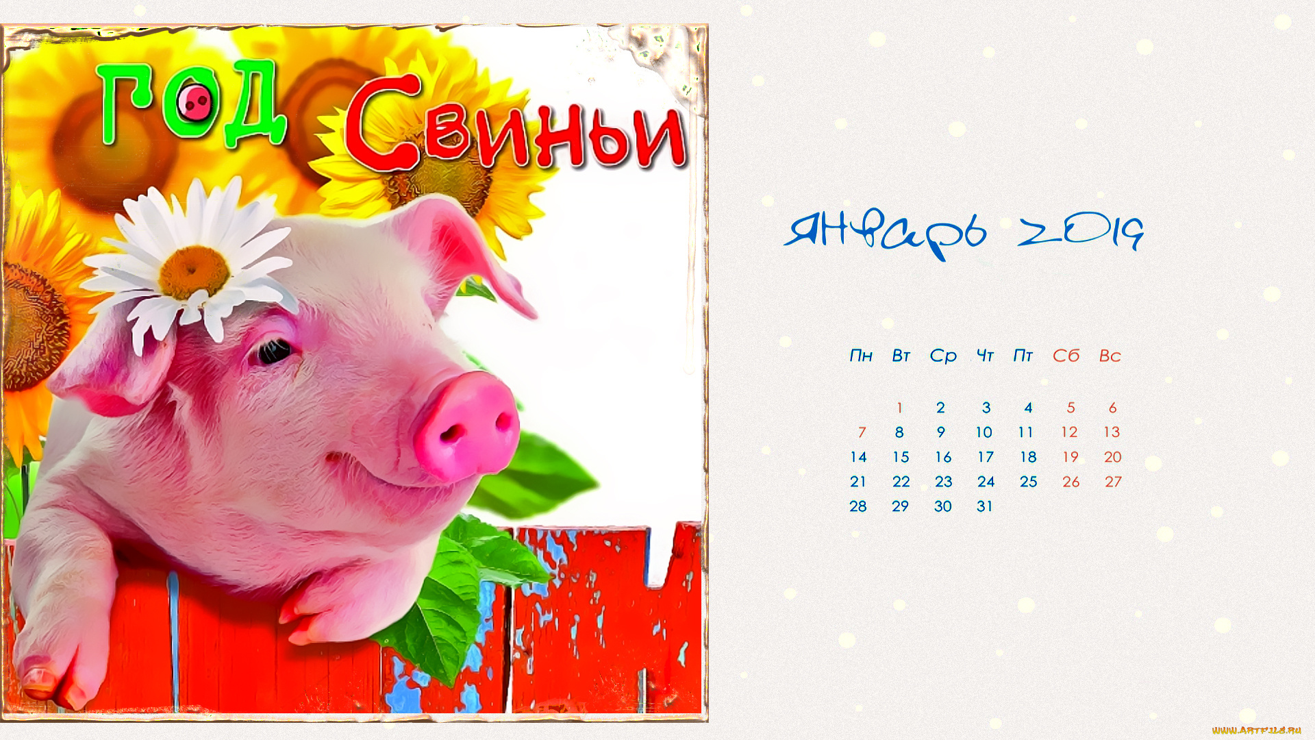 календари, праздники, , салюты, цветок, подсолнух, ромашка, свинья, поросенок