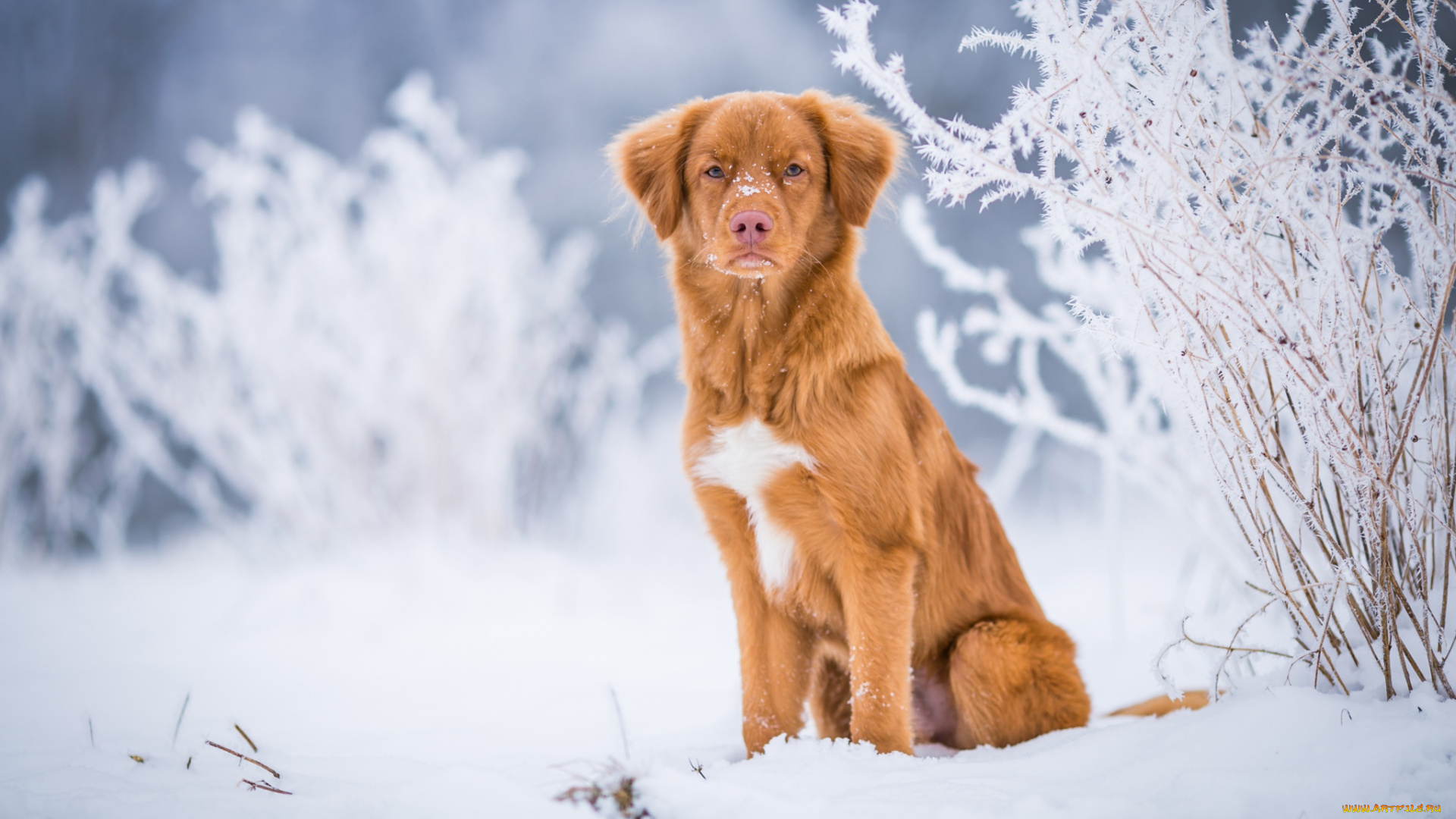животные, собаки, зима, иней, взгляд, снег, природа, фон, голубой, собака, светлый, рыжий, сугробы, щенок, серьезный, сидит, ретривер, веточки, былинки, подросток