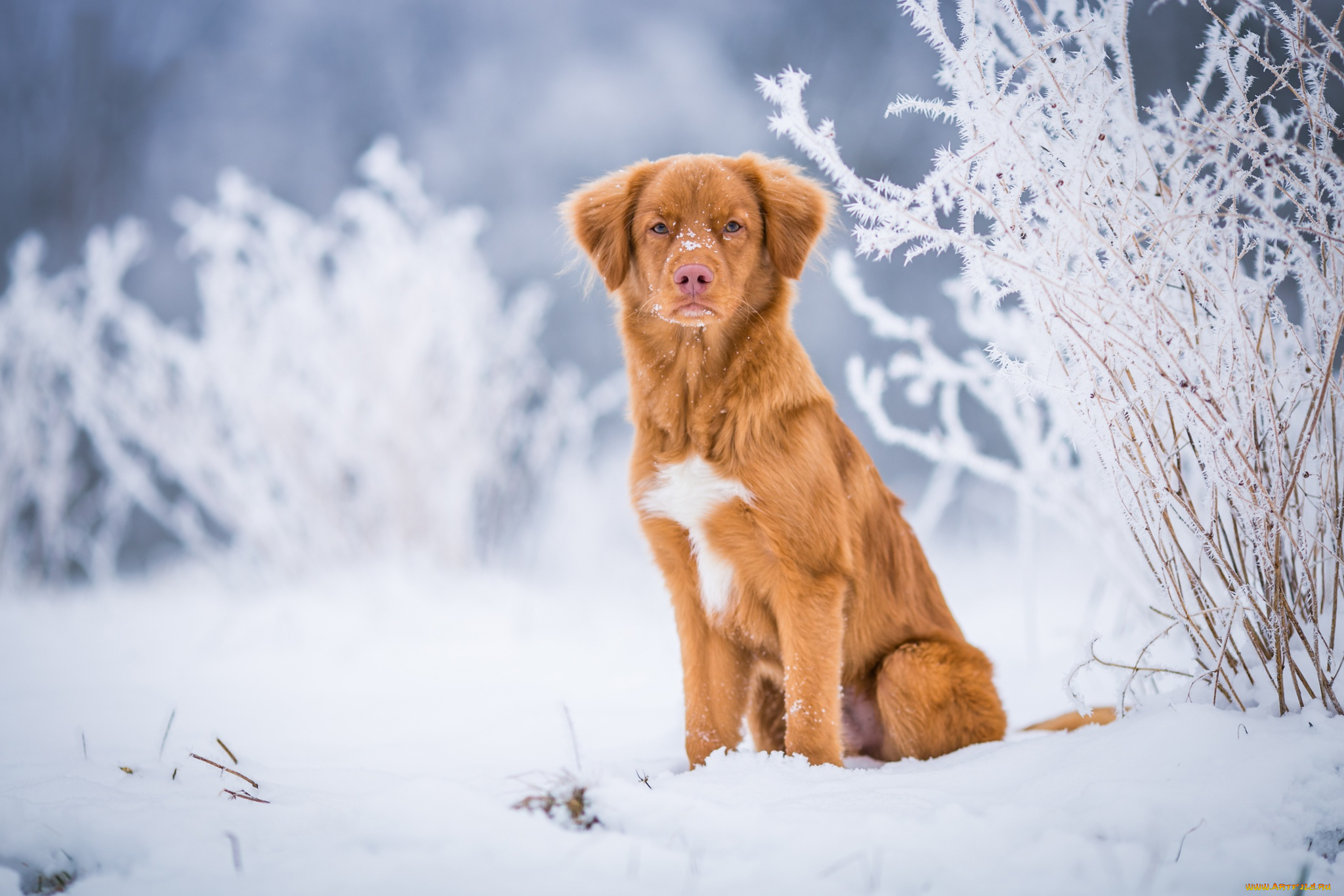 животные, собаки, зима, иней, взгляд, снег, природа, фон, голубой, собака, светлый, рыжий, сугробы, щенок, серьезный, сидит, ретривер, веточки, былинки, подросток