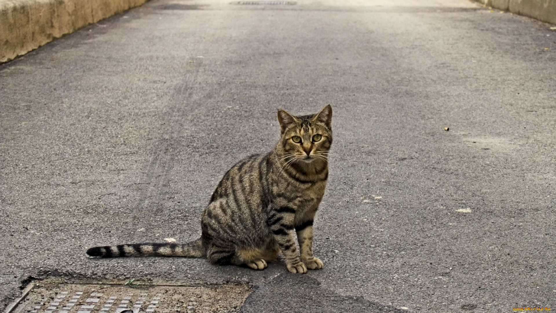 животные, коты