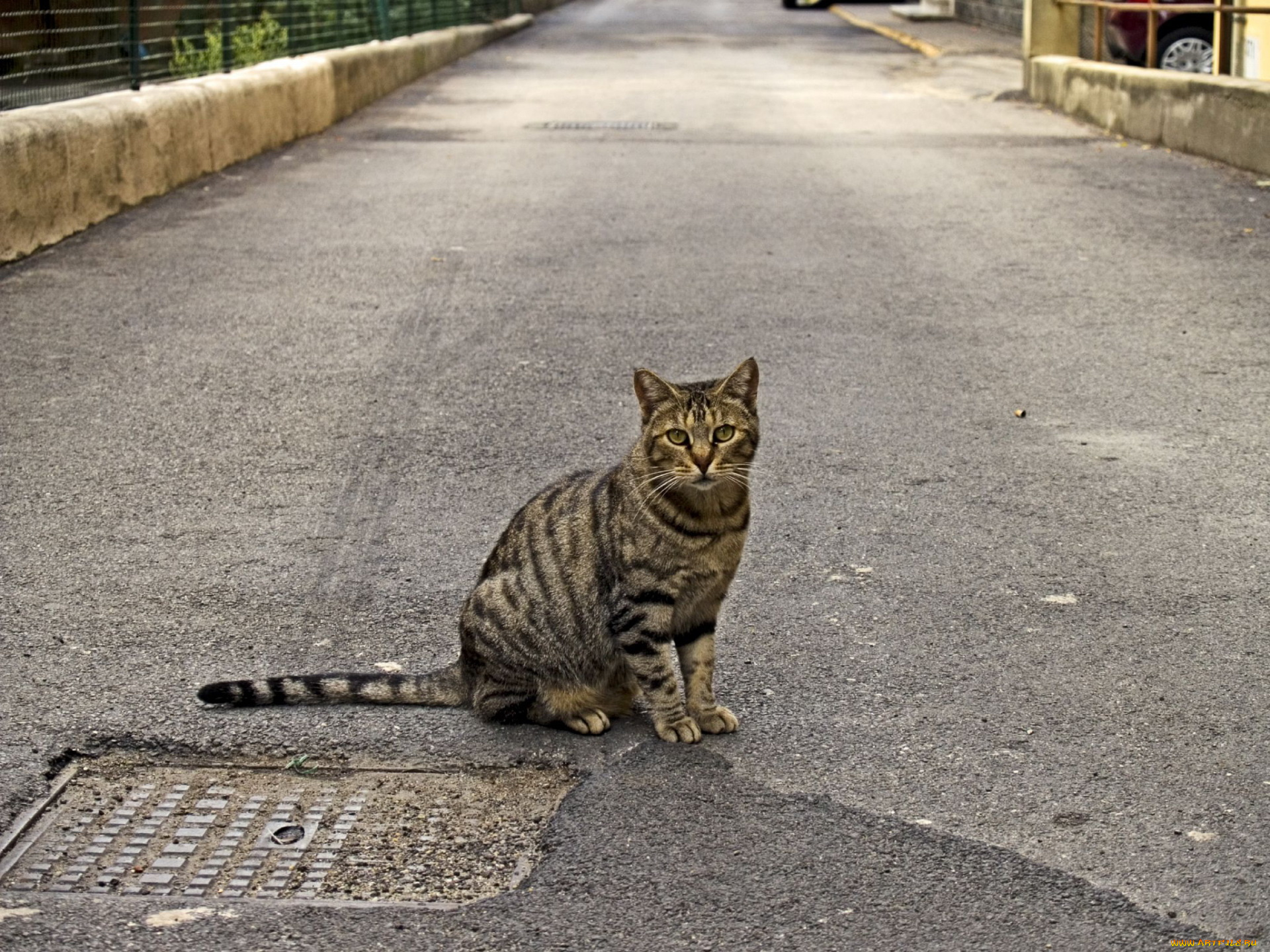 животные, коты