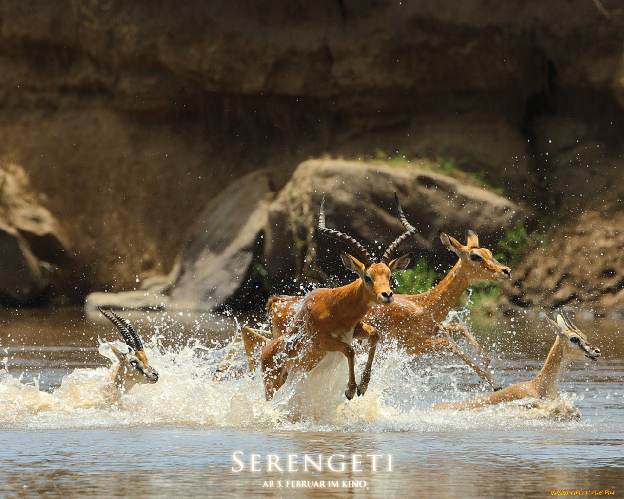 serengeti, кино, фильмы