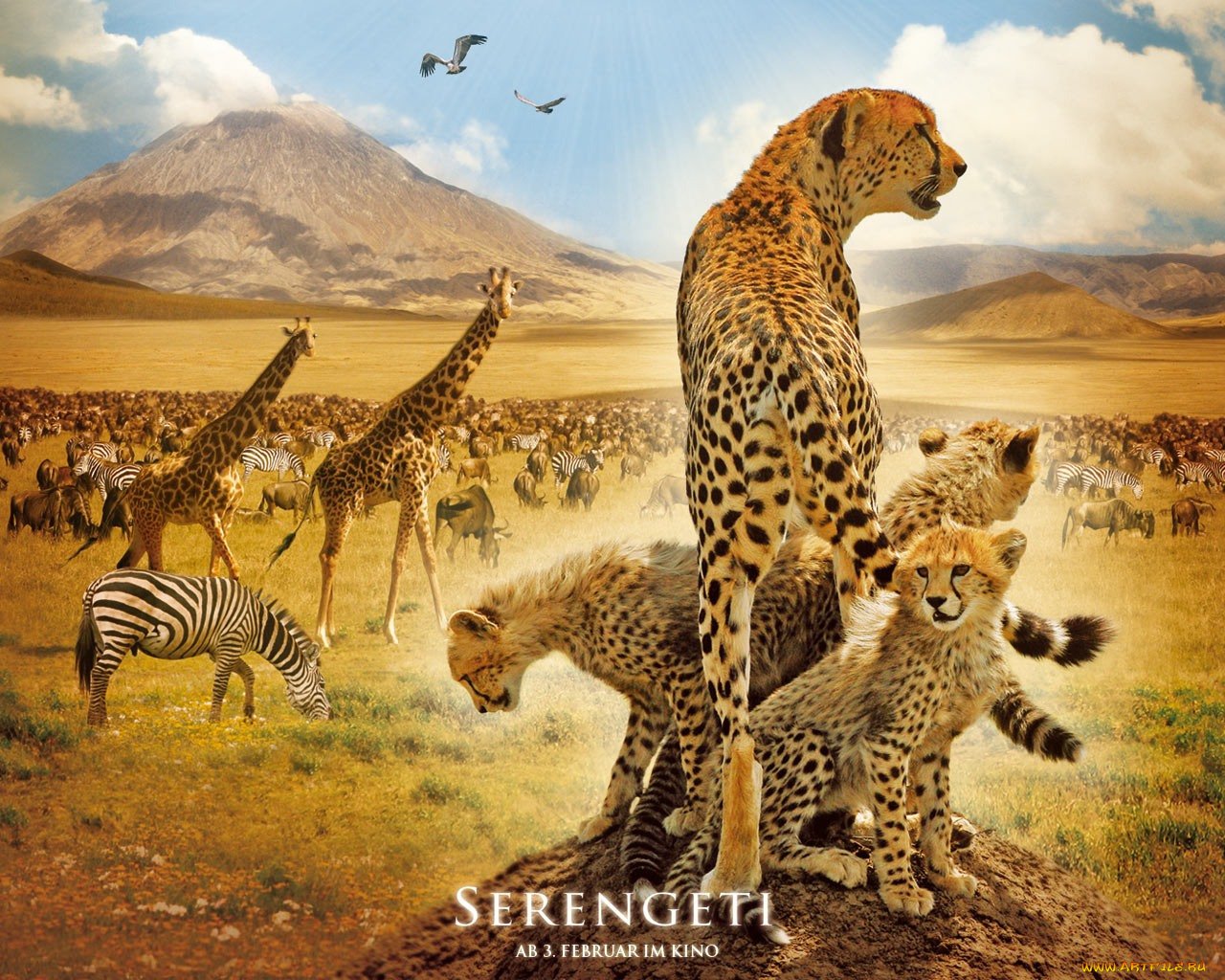 serengeti, кино, фильмы