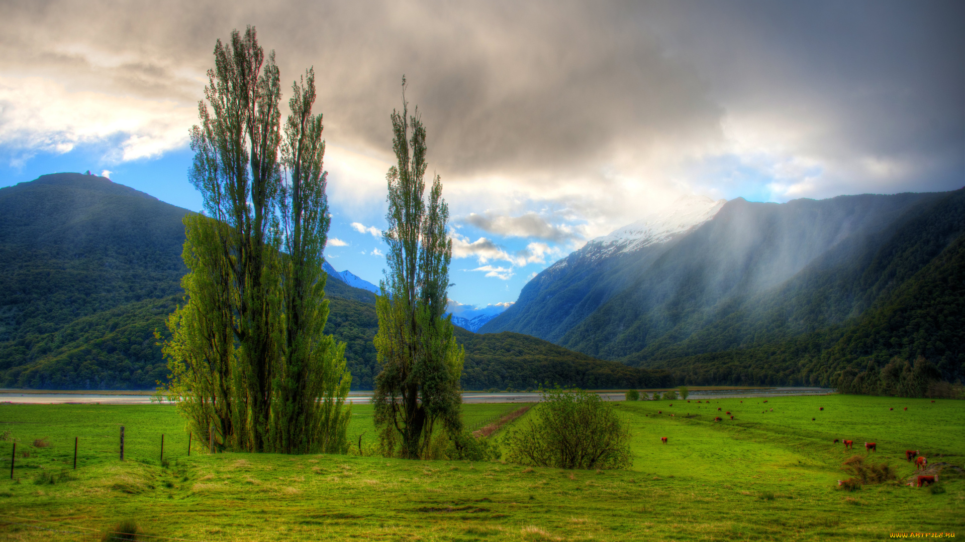 природа, деревья, пейзаж, новая, зеландия