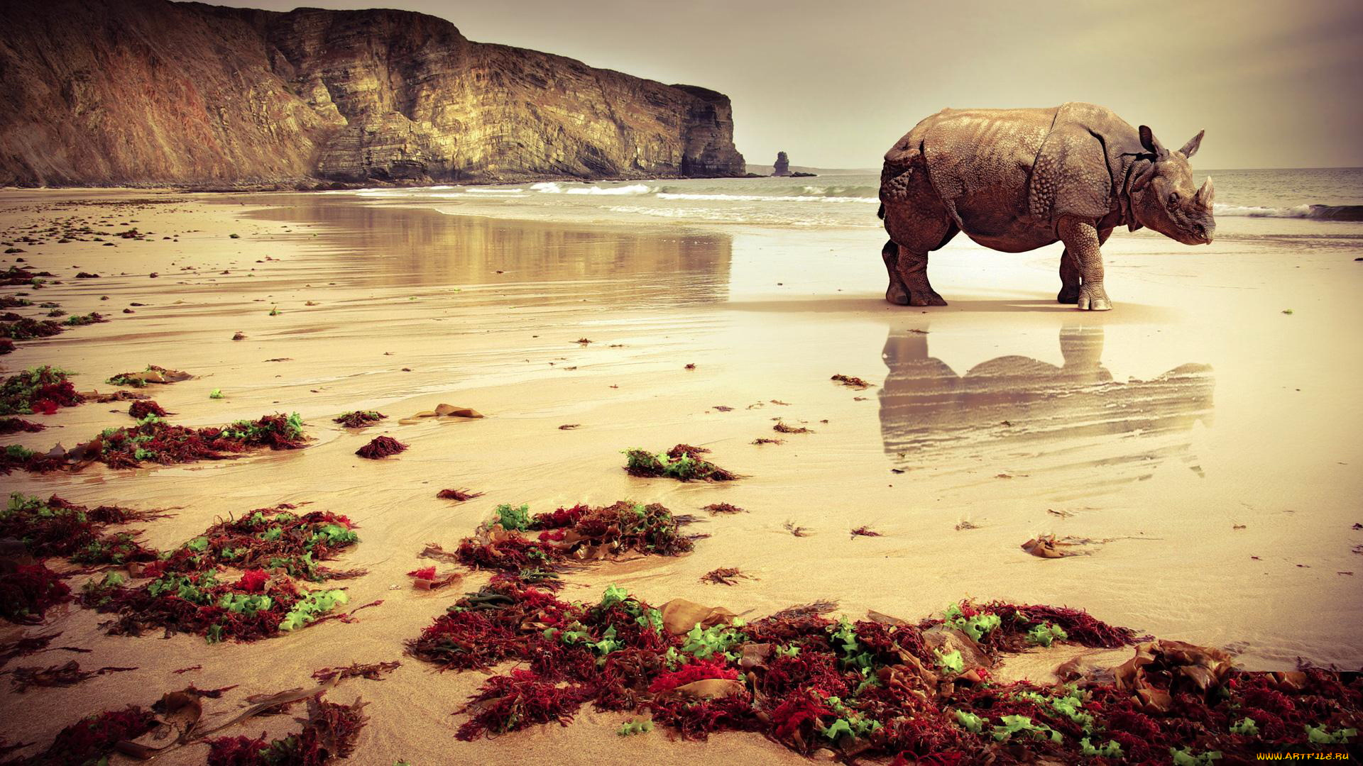 животные, носороги, море, берег