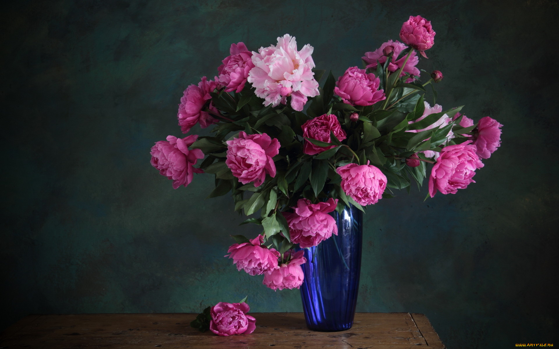 цветы, пионы, ваза, синий, розовый, весна
