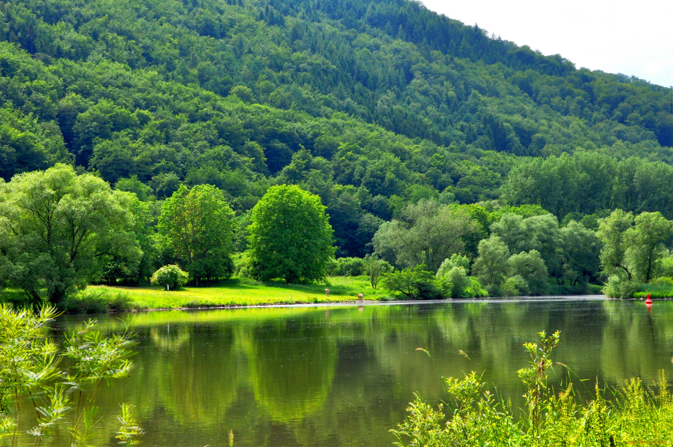 природа, реки, озера, красота, река, лето, деревья