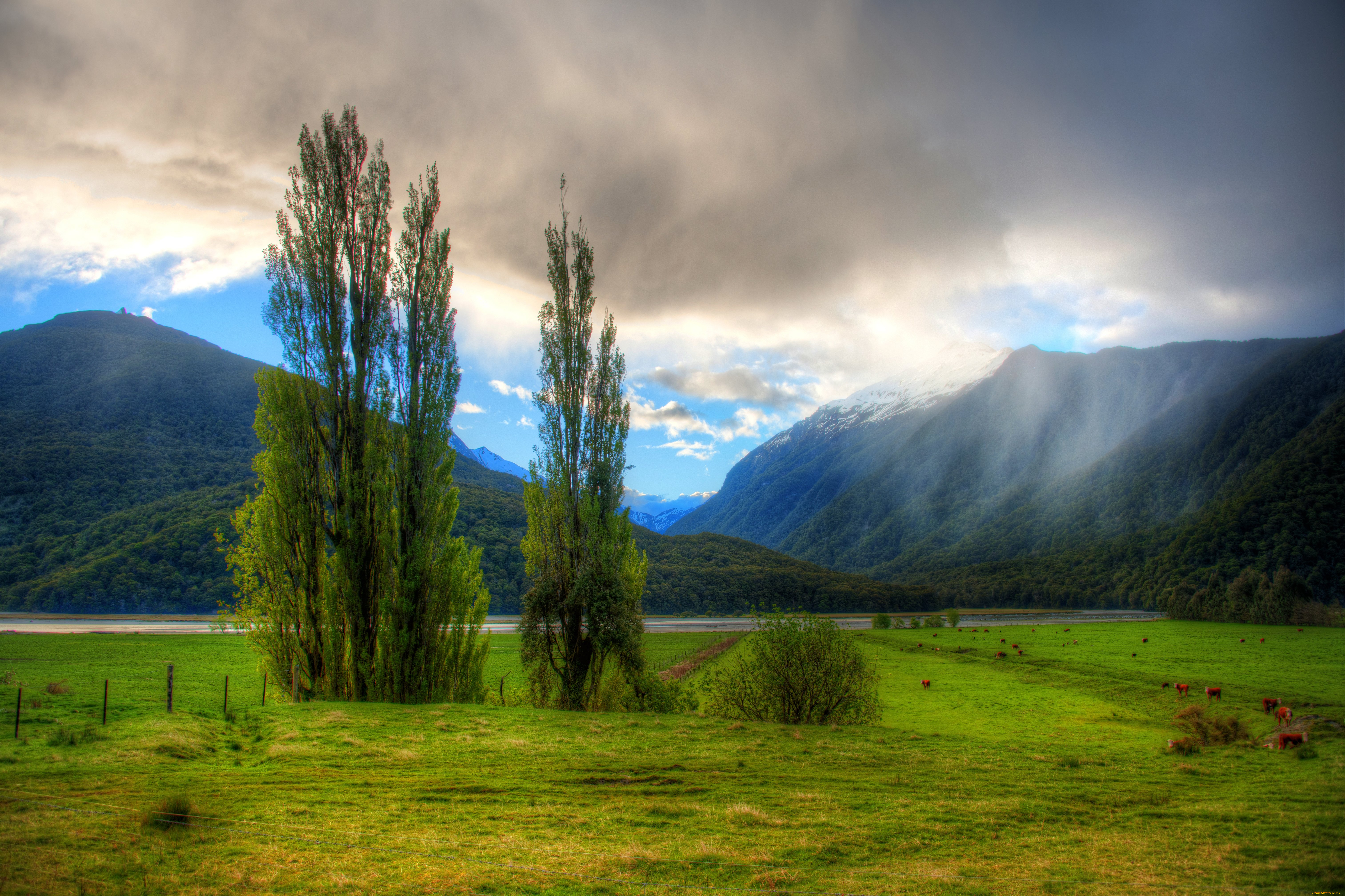 природа, деревья, пейзаж, новая, зеландия