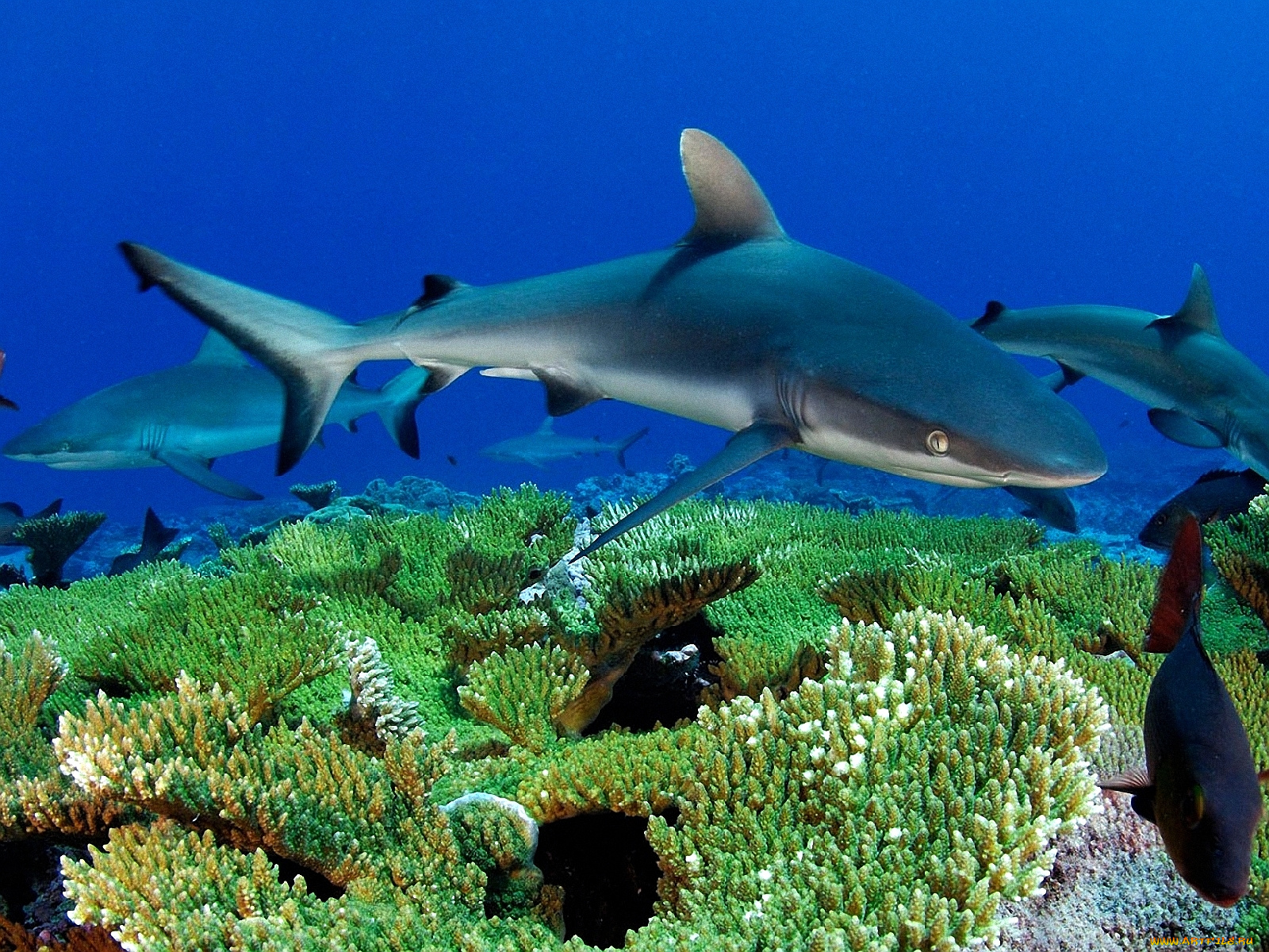 blue, shark, животные, акулы, океан, риф, кораллы