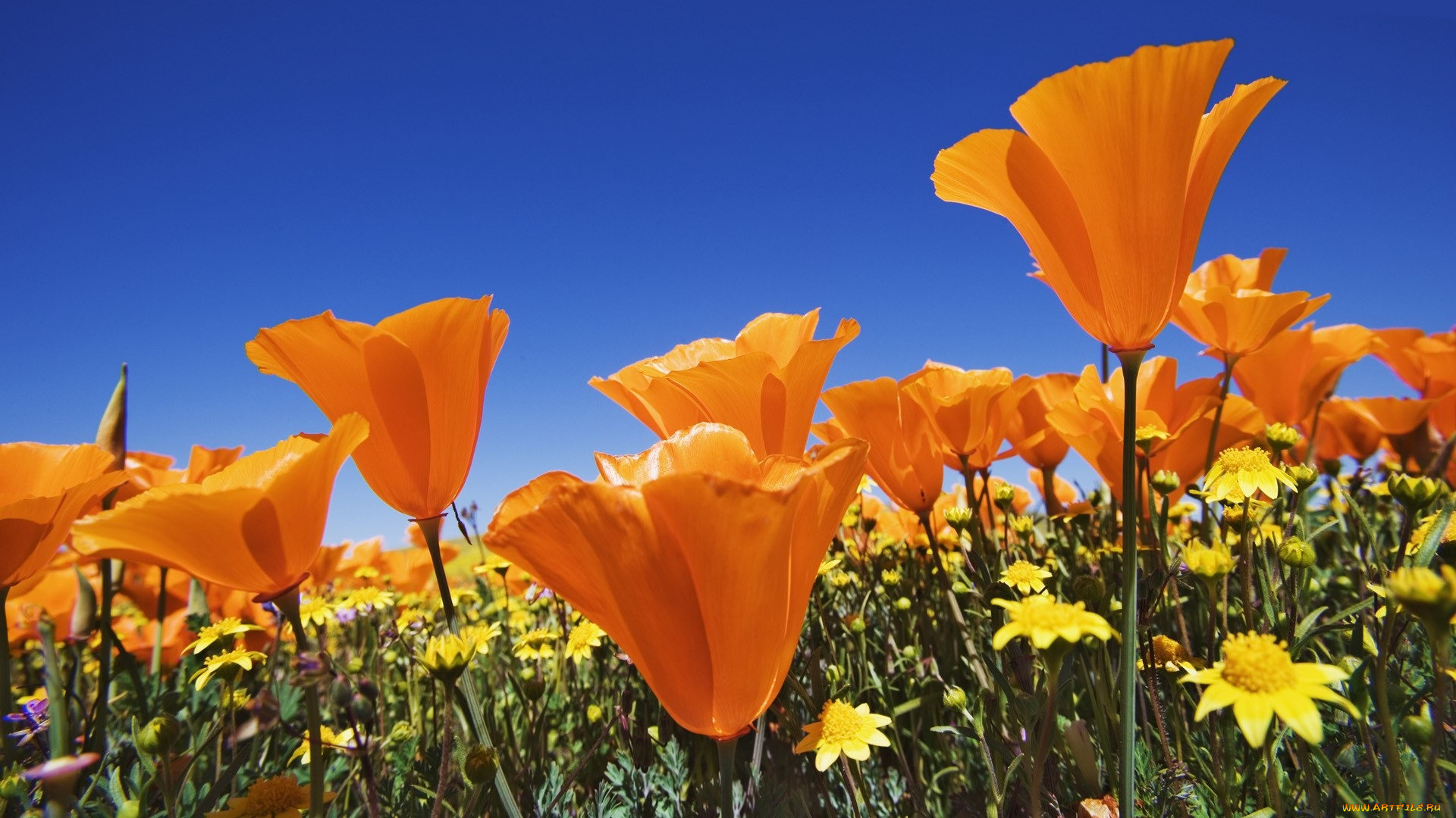 калифорнийские, маки, цветы, эшшольция, оранжевые, поле