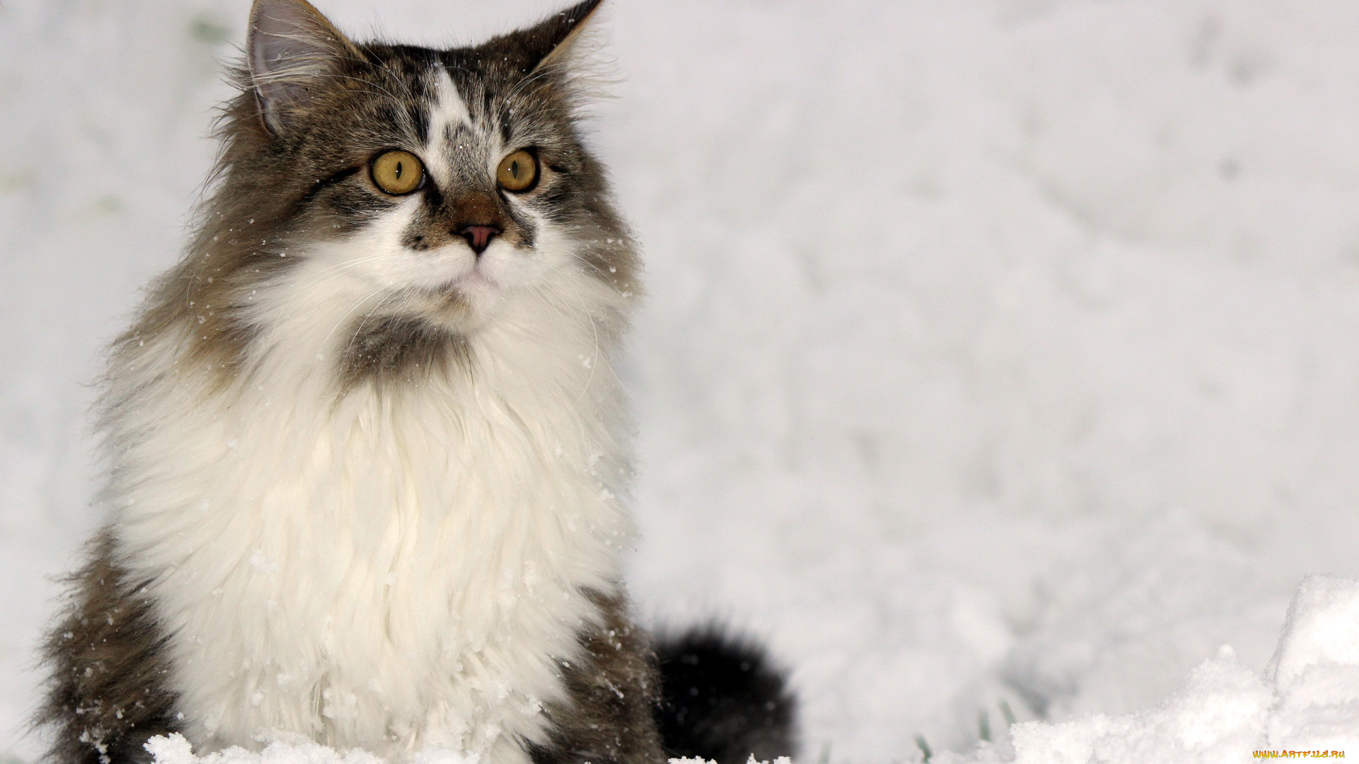 животные, коты, зима, взгляд, кошка