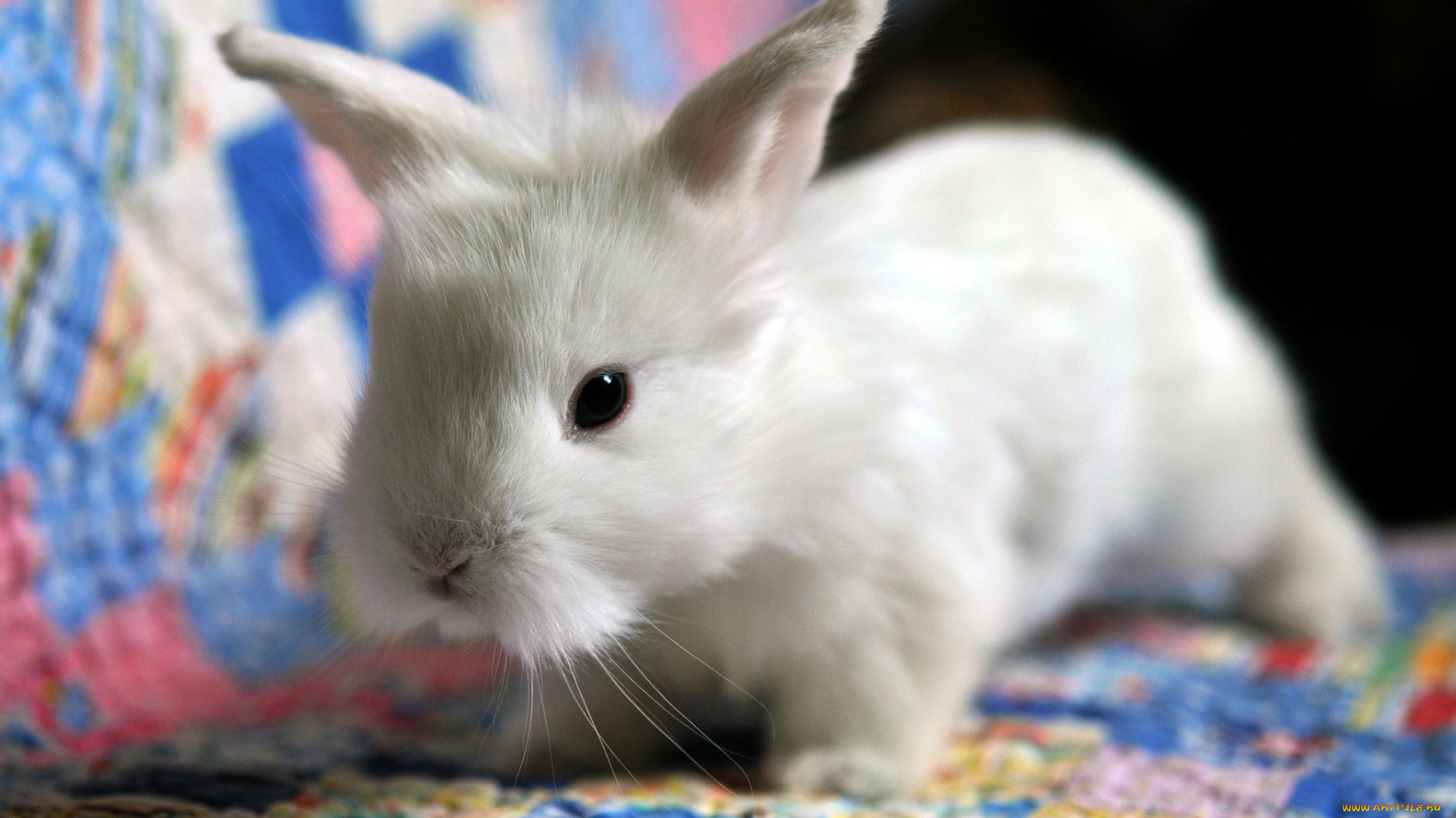 животные, кролики, зайцы, белый, малыш, лапушка