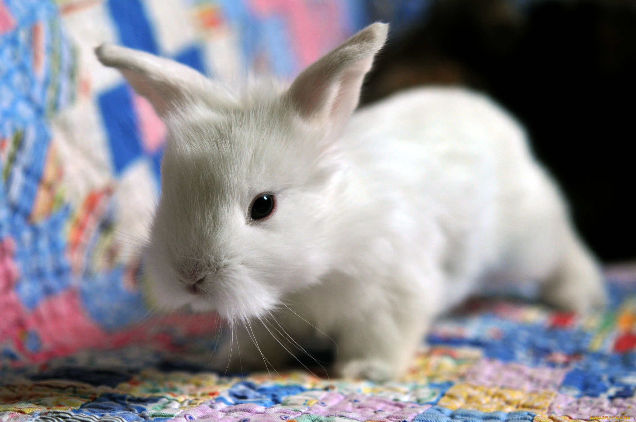 животные, кролики, зайцы, белый, малыш, лапушка