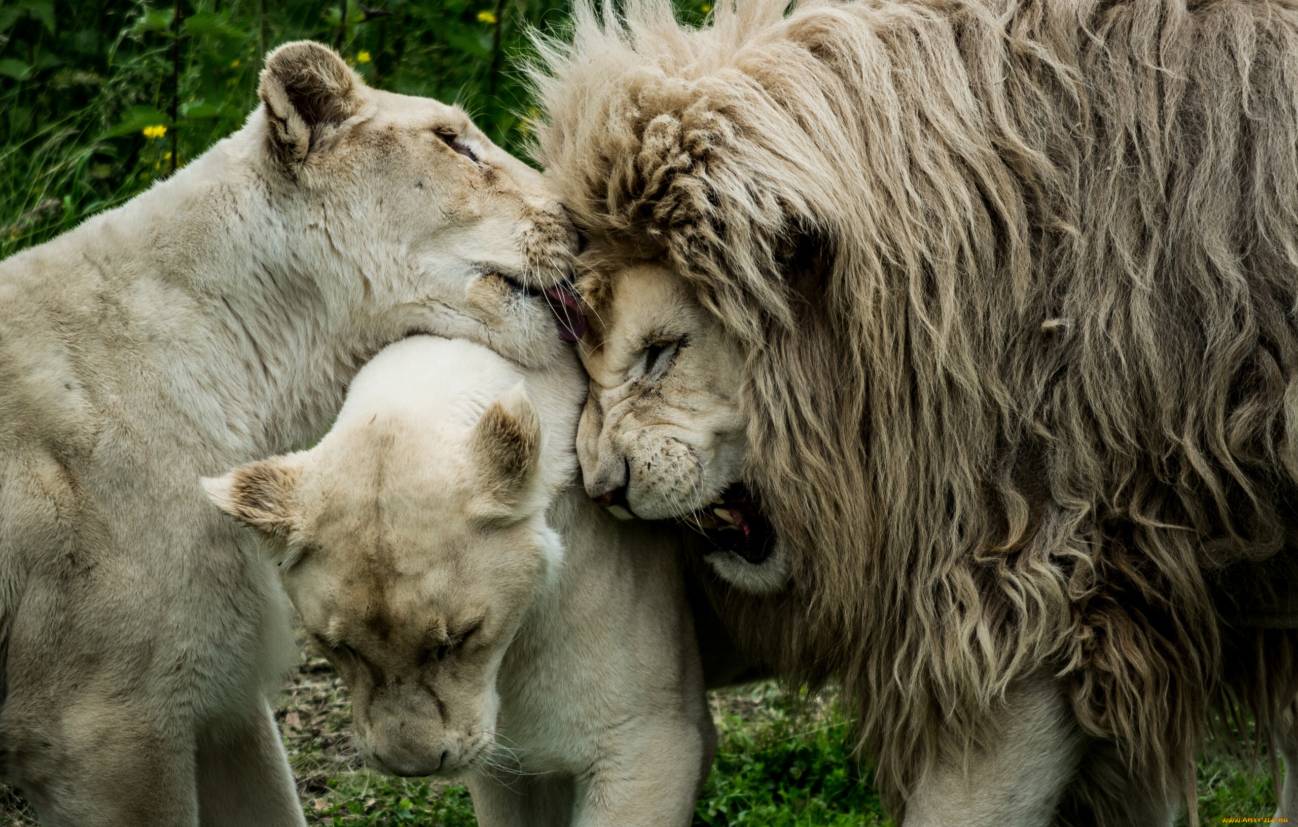 Animal couple. Спаривец Лев львица. Лев львица и Львенок. Лев львица и Львенок любовь. Львы любовь.