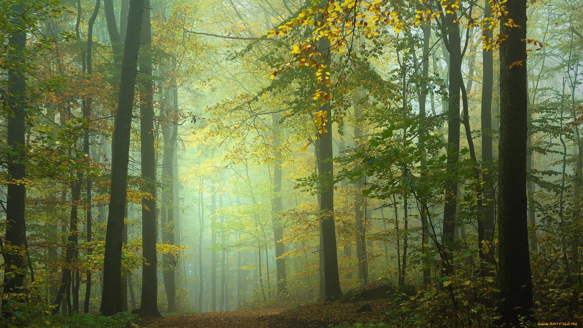 природа, лес, туман, деревья, дорога, осень