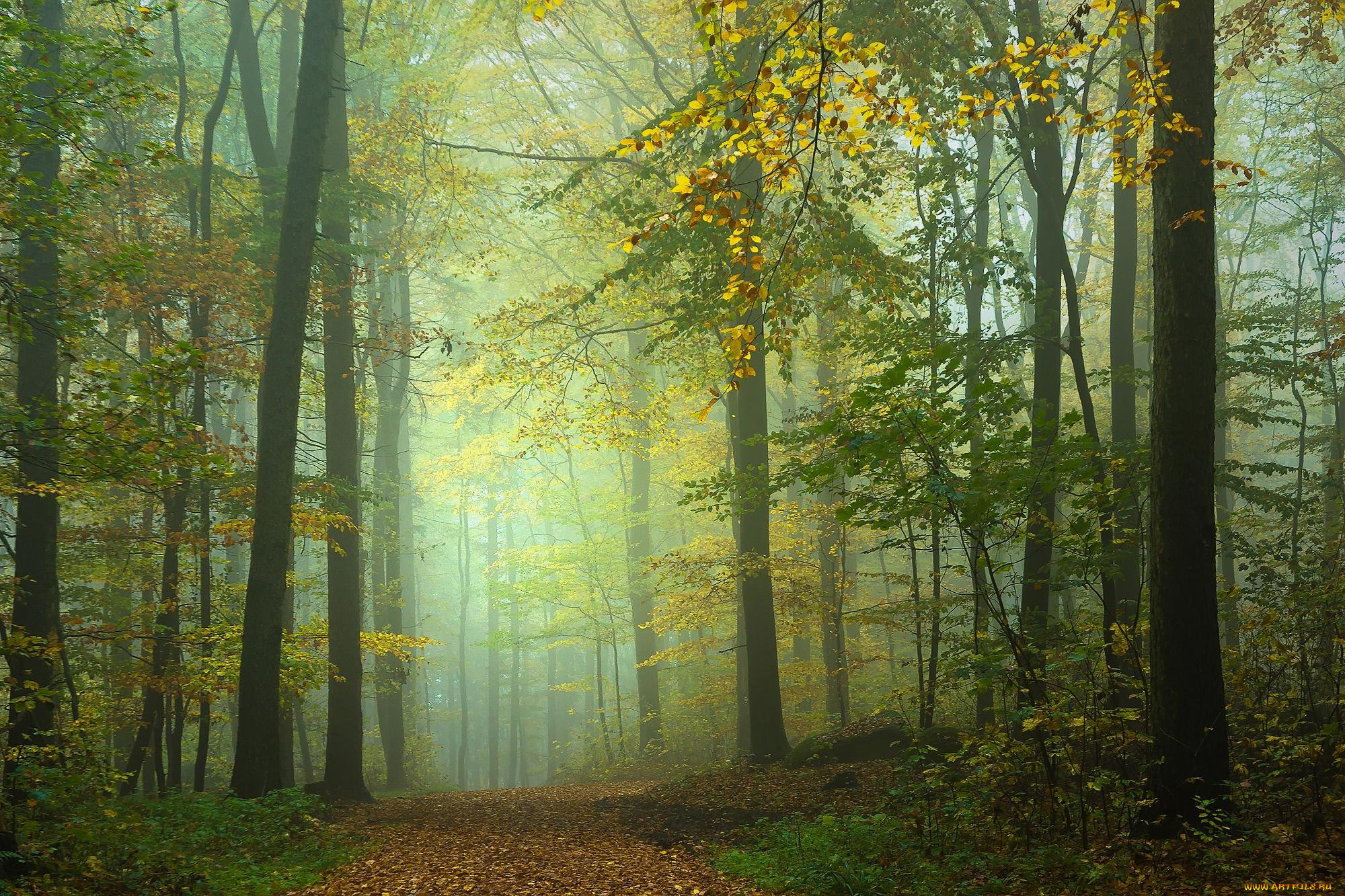 природа, лес, туман, деревья, дорога, осень