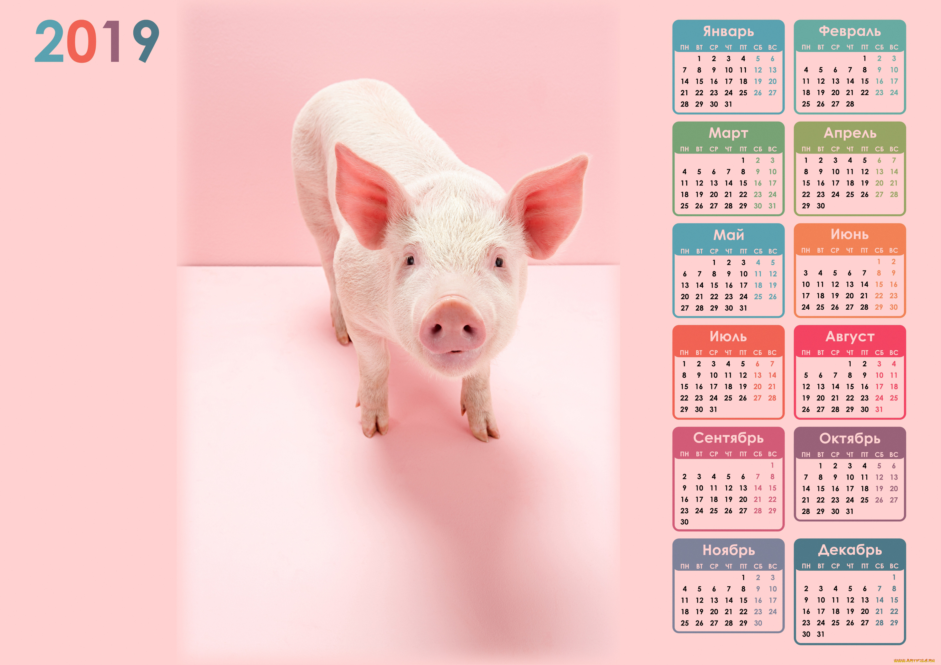 календари, животные, поросенок, свинья