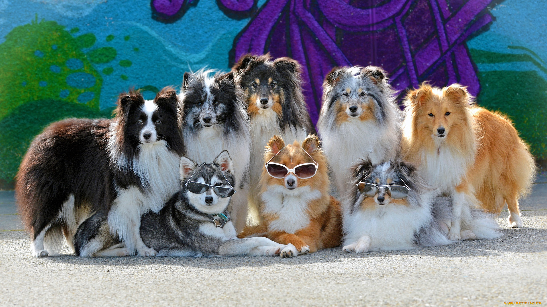 животные, собаки, очки, банда