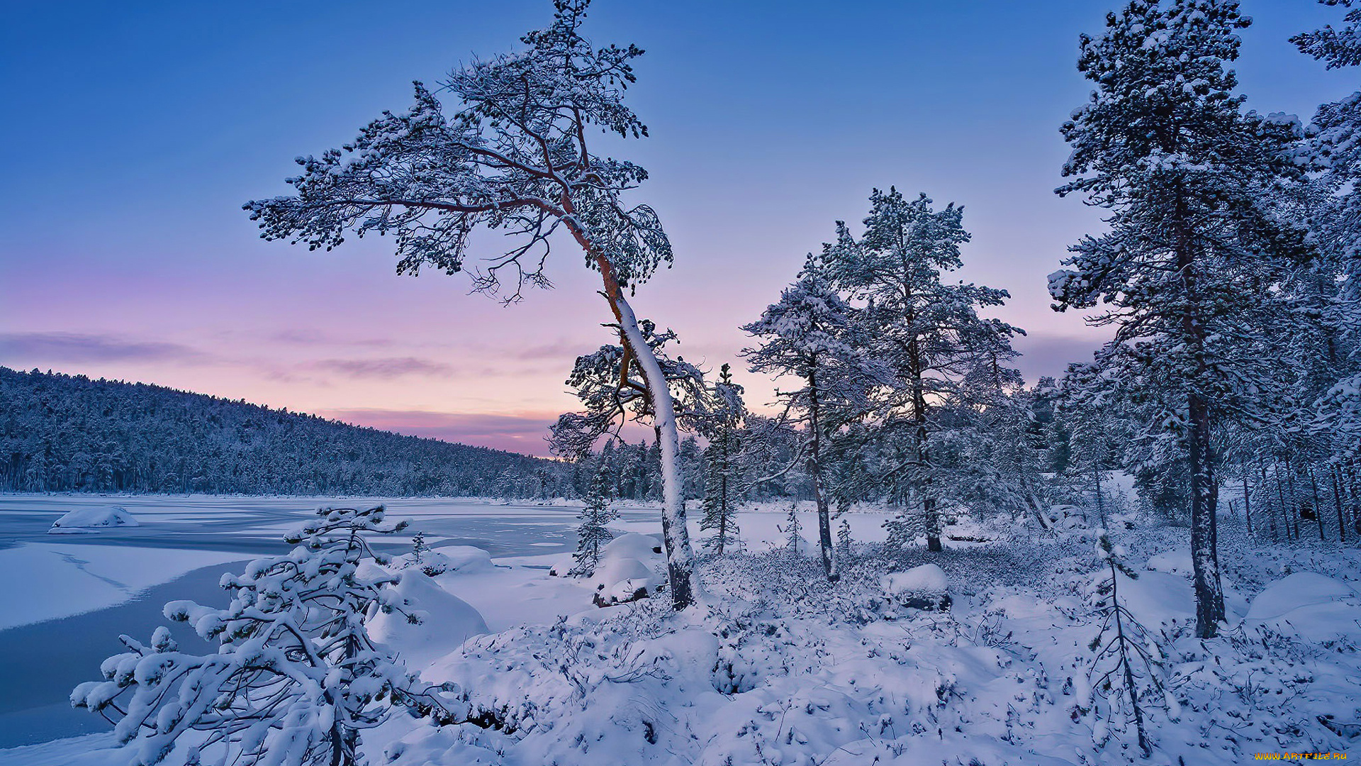 природа, лес, снег, покрытые, деревья, голубое, небо, зима
