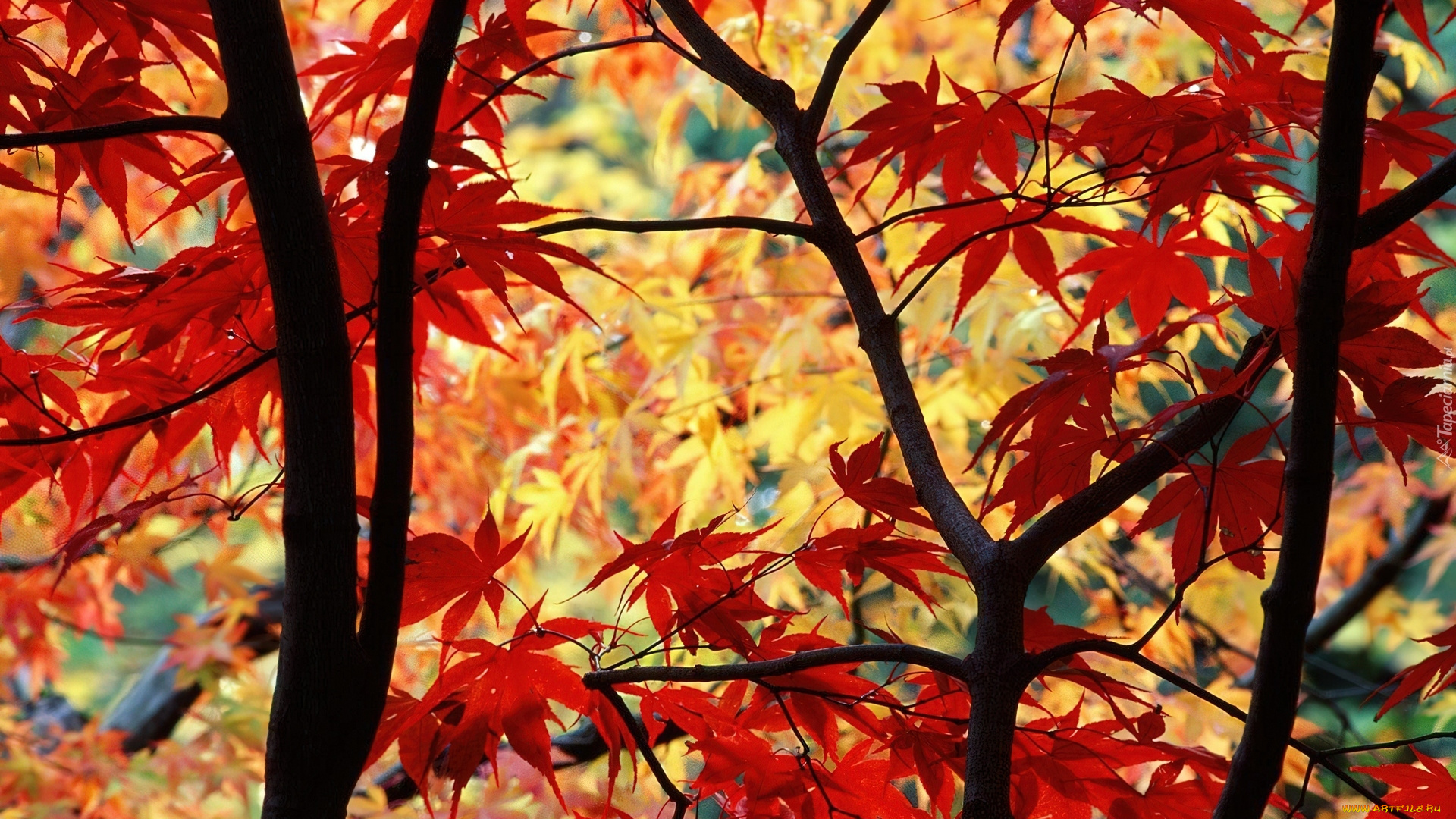 природа, деревья, осень, листья, клен