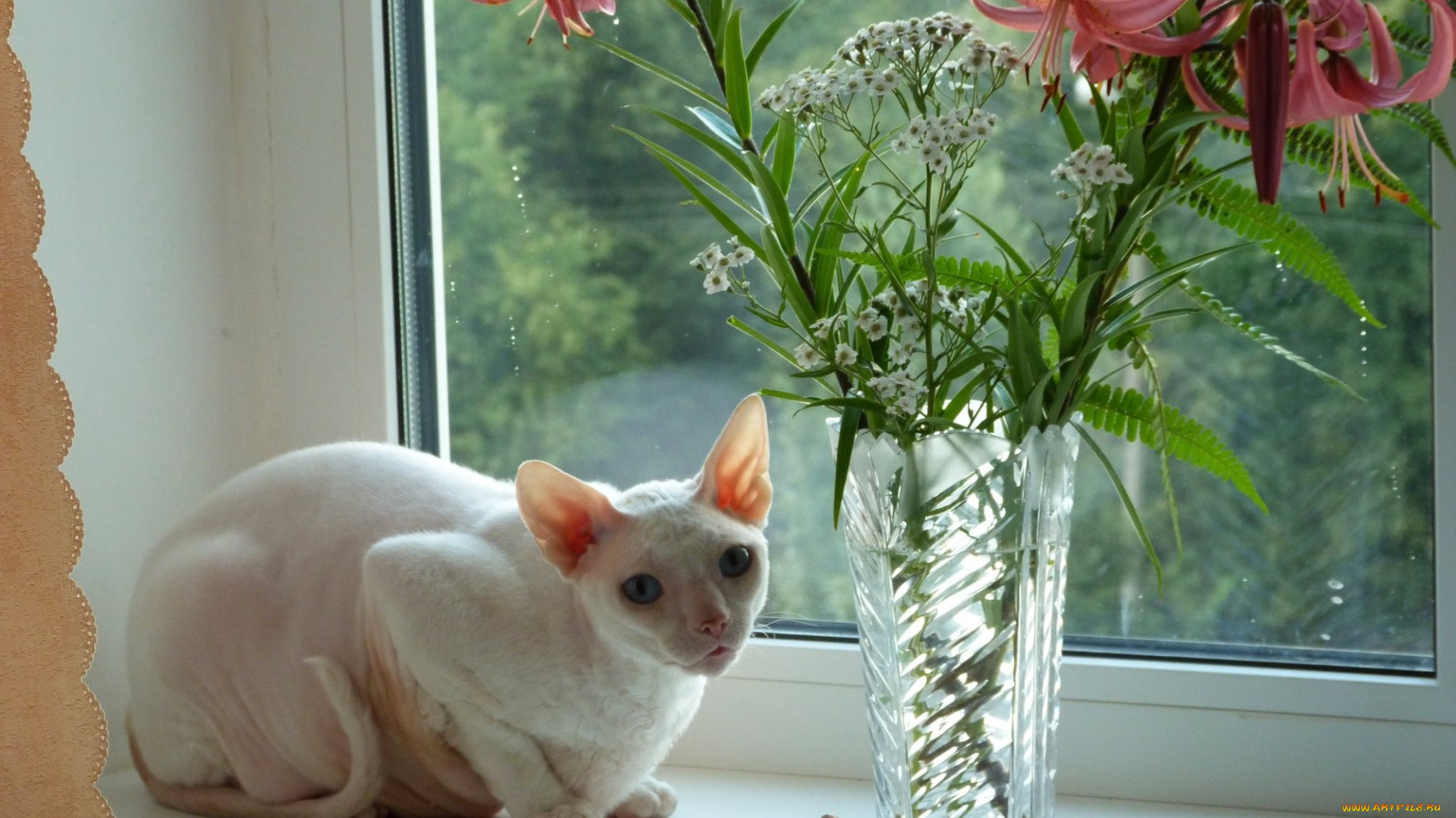 животные, коты, окно, цветы, ваза, сфинкс, кошка