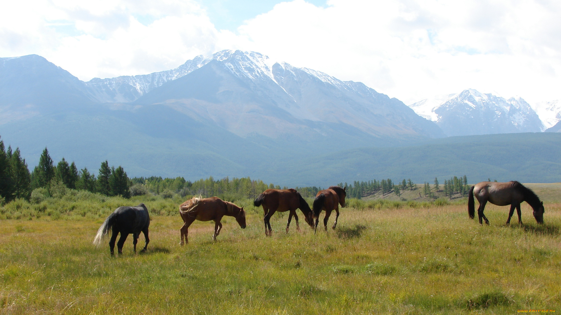 животные, лошади, горы, поле