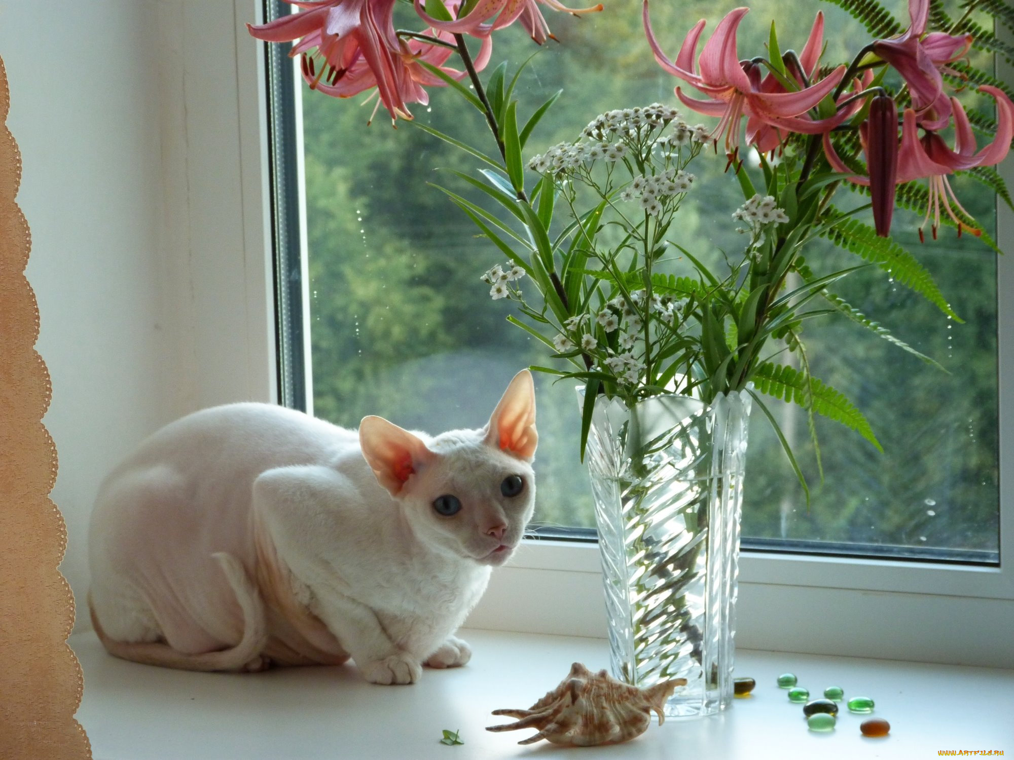 животные, коты, окно, цветы, ваза, сфинкс, кошка