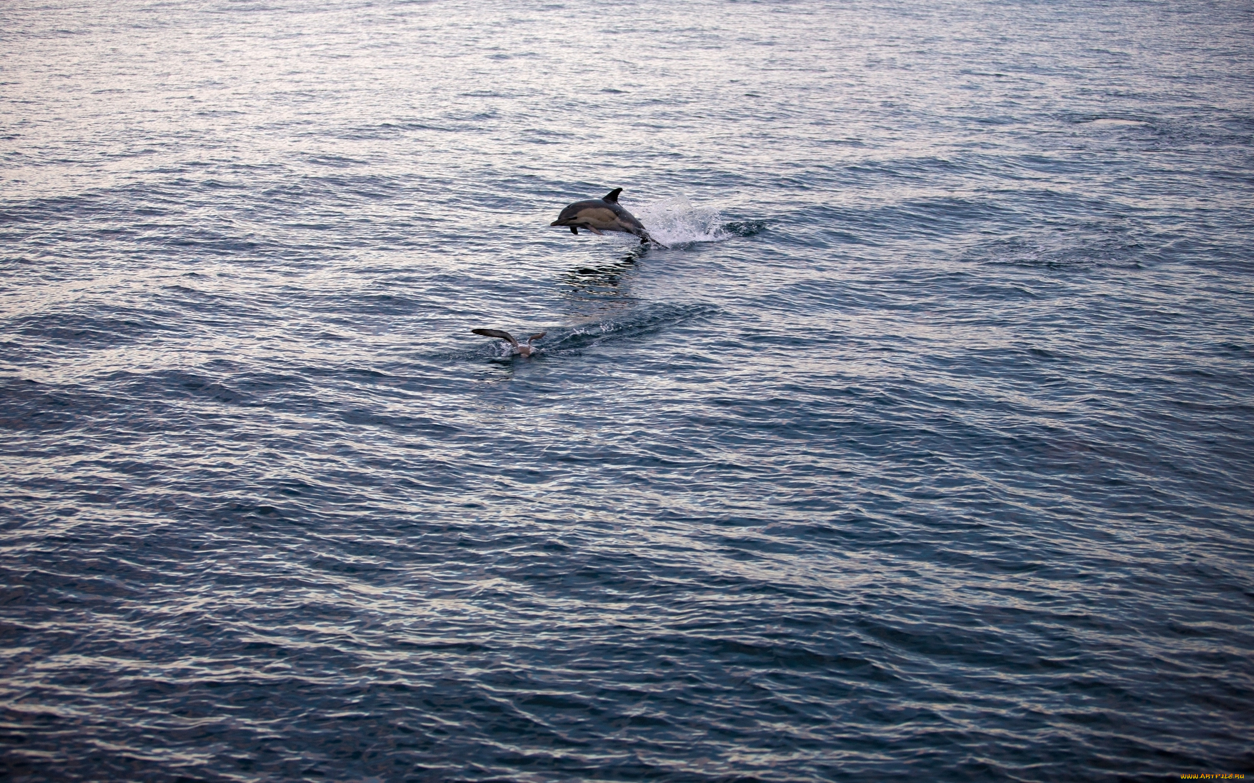 животные, дельфины, гладь, дельфин, чайка, водная, море