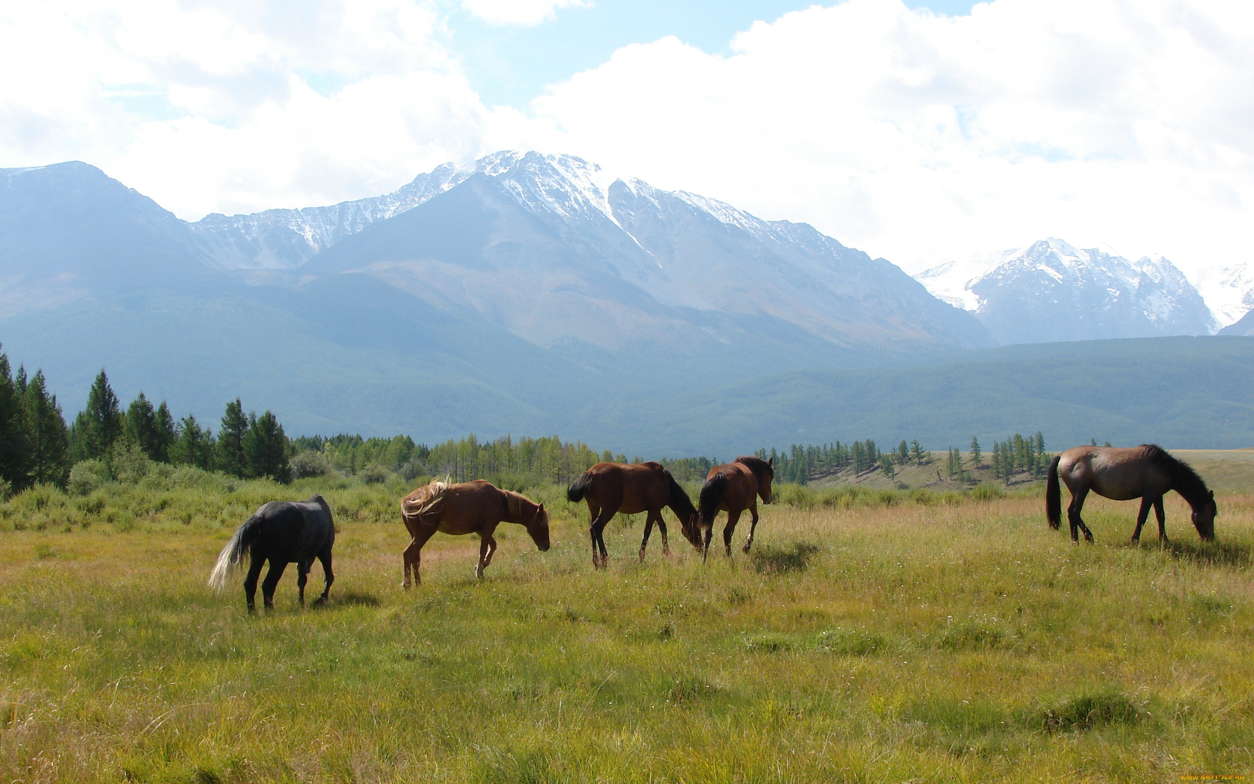 животные, лошади, горы, поле