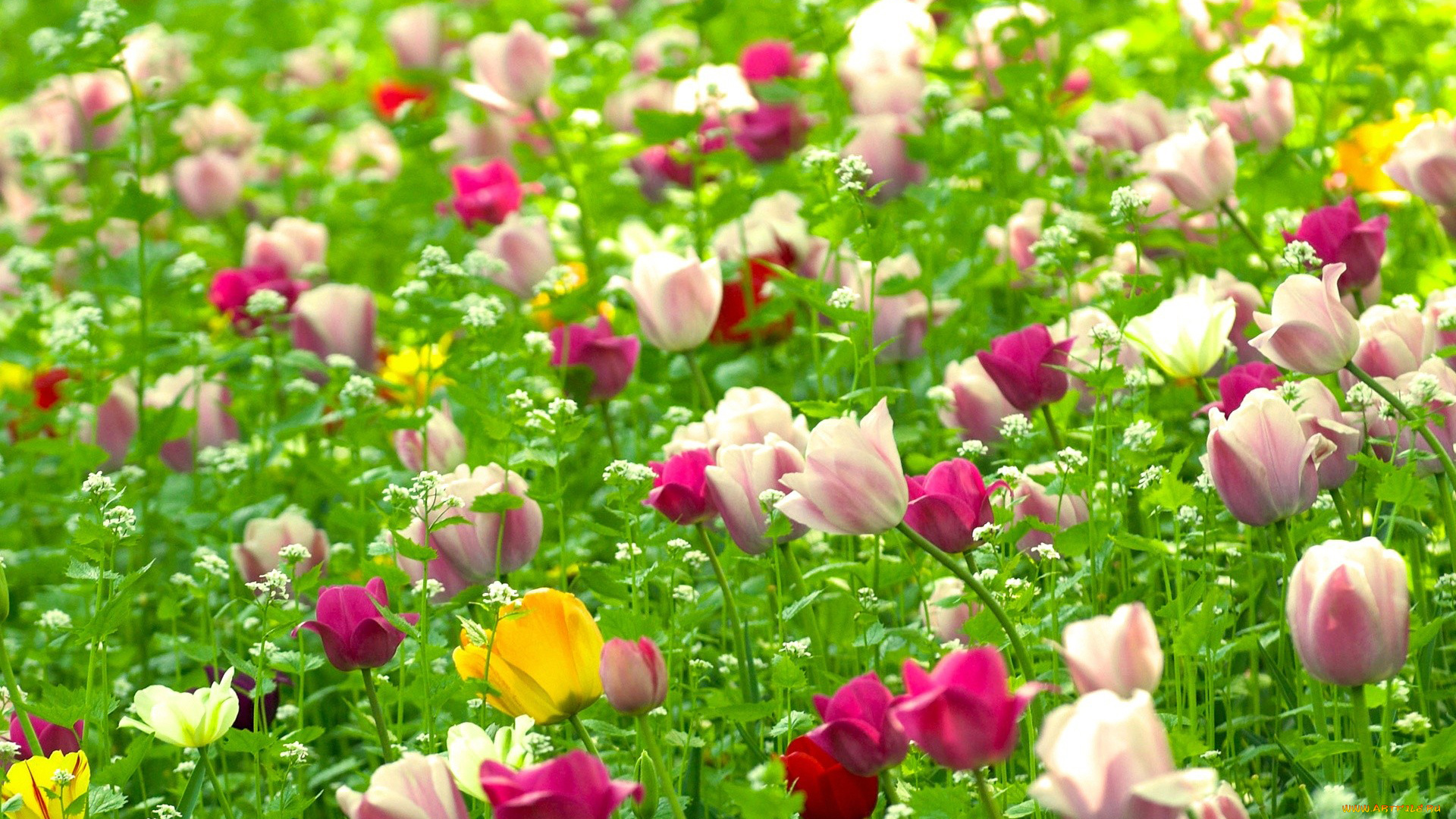 цветы, тюльпаны, разноцветный