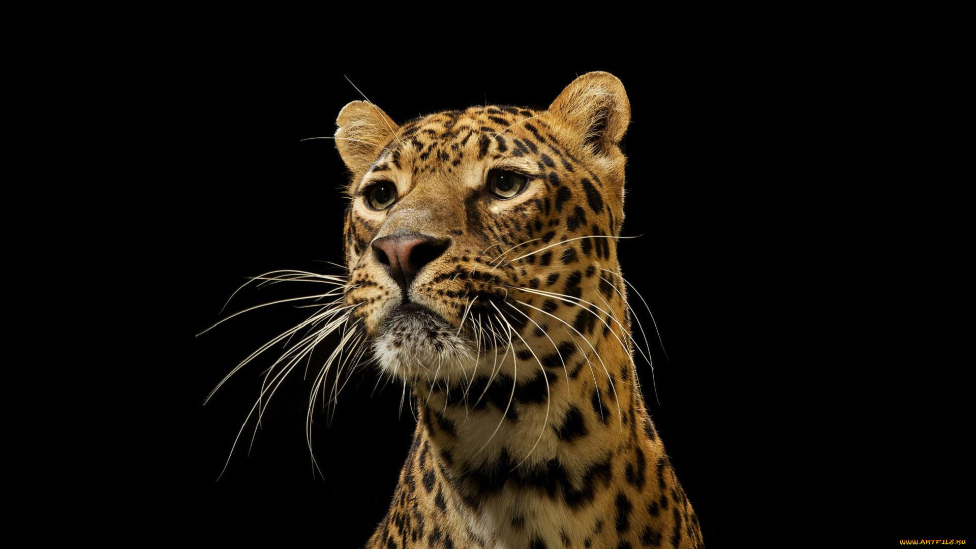 леопард, на, темном, фоне, животные, леопарды, темный, фон, дикая, кошка