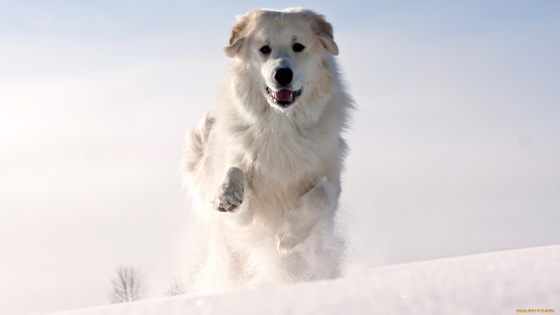 животные, собаки, холод, зима, снег, шерсть, лапы, уши, собака, белая, морда, бежит