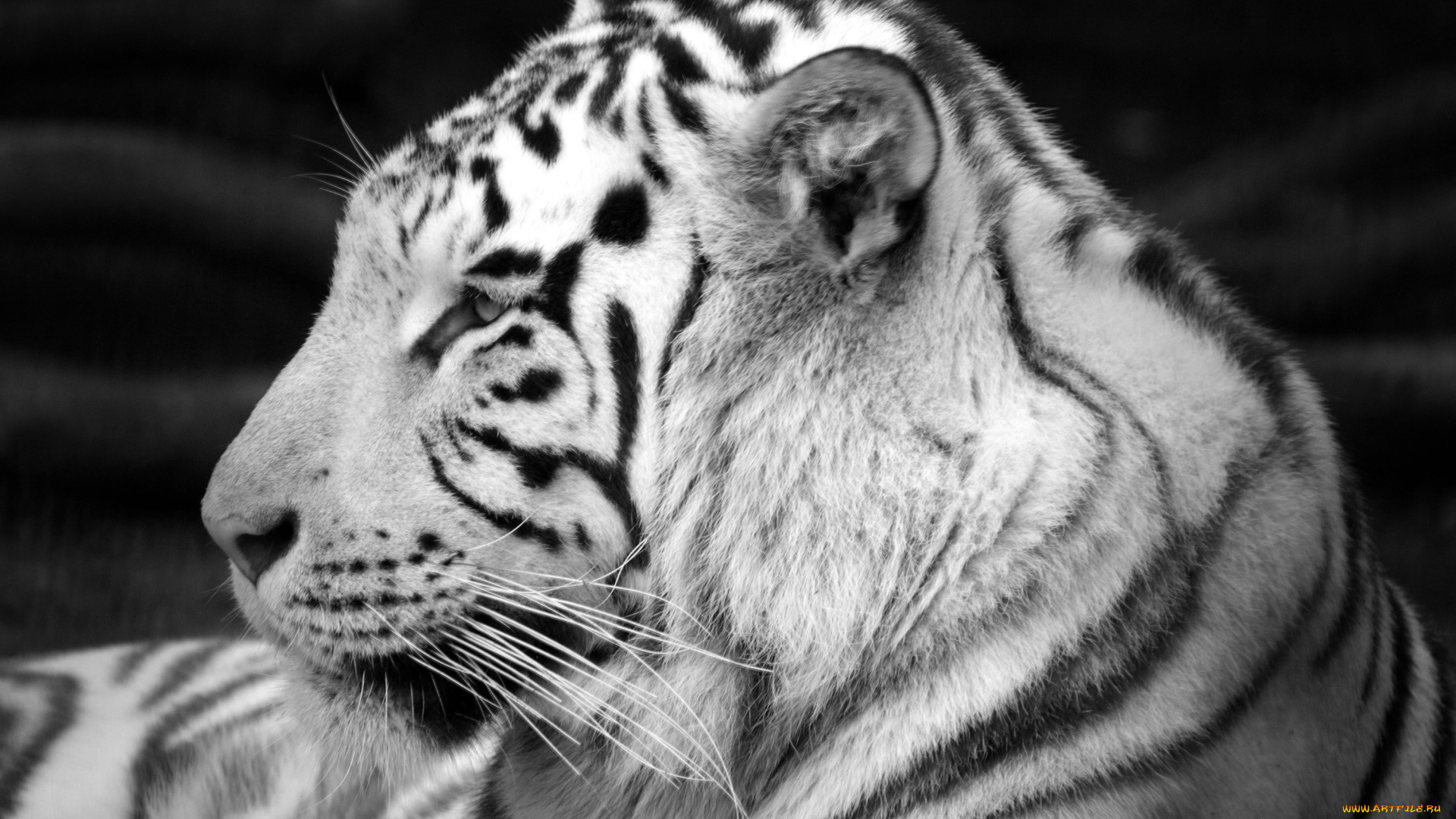 животные, тигры, тигр, белый