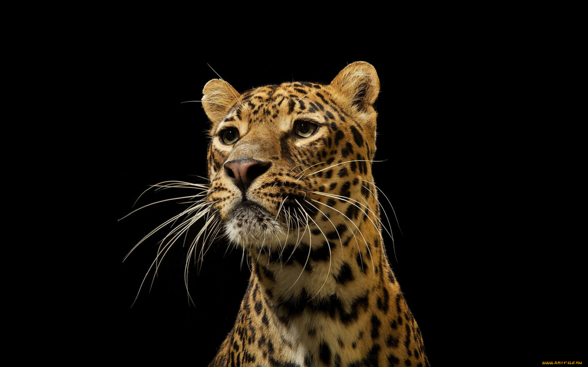 леопард, на, темном, фоне, животные, леопарды, темный, фон, дикая, кошка