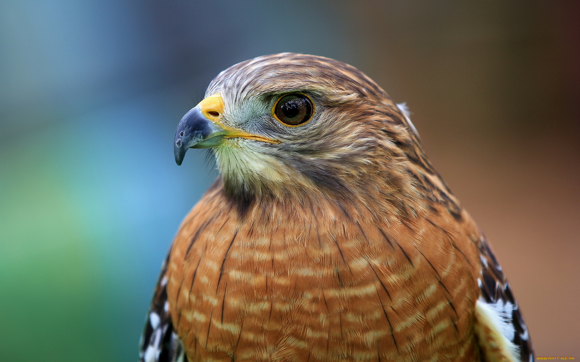 животные, птицы, хищники, red-shouldered, hawk, голова, птица, ястреб