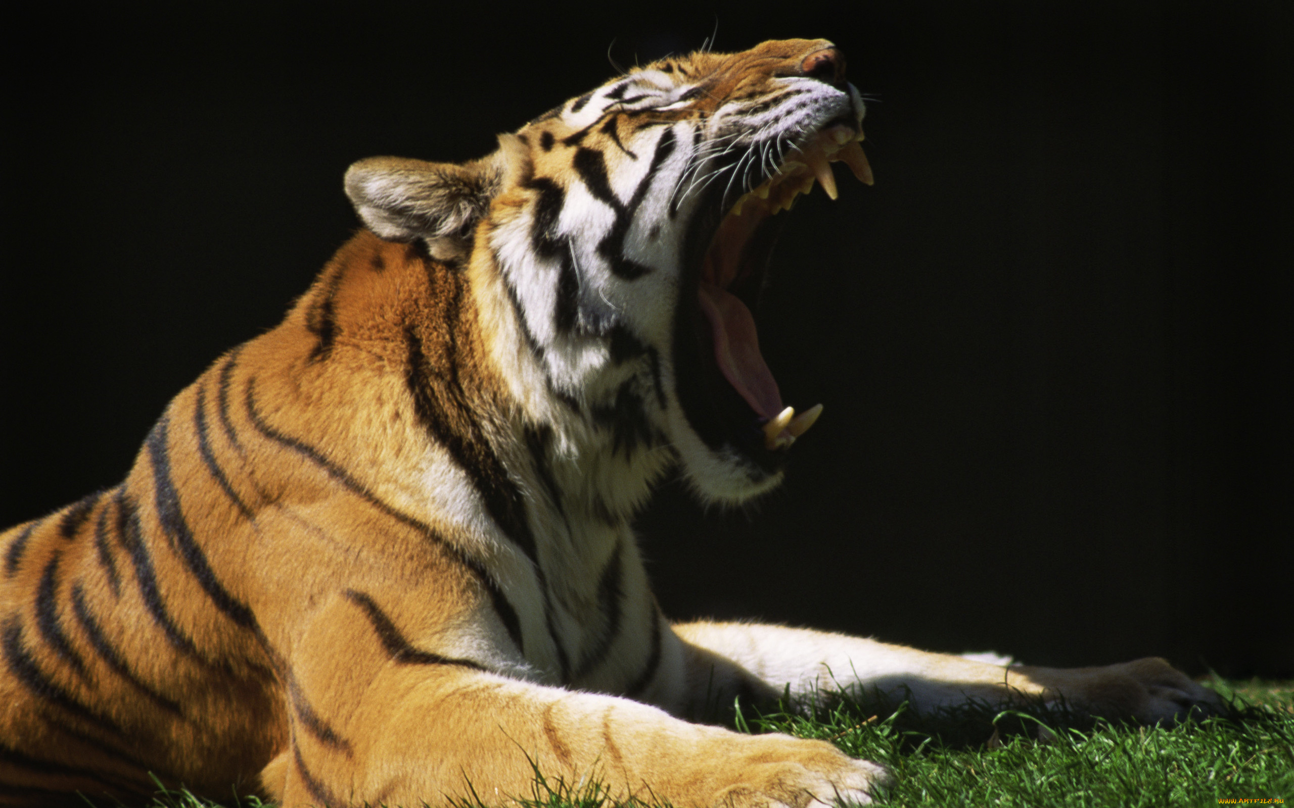 Зевание тигра скачать