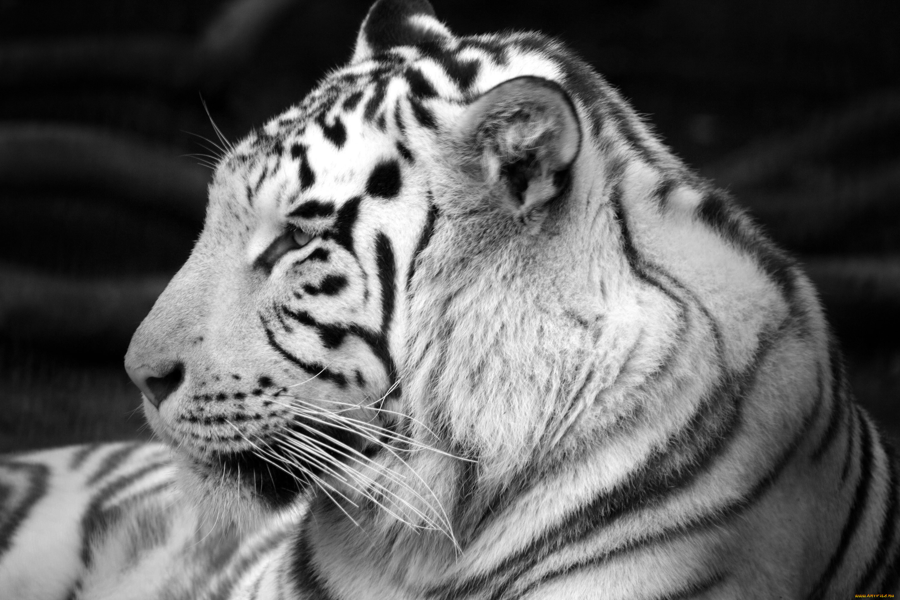 животные, тигры, тигр, белый