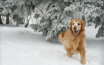обоя животные, собаки, золотистый, ретривер, голден, зима, снег